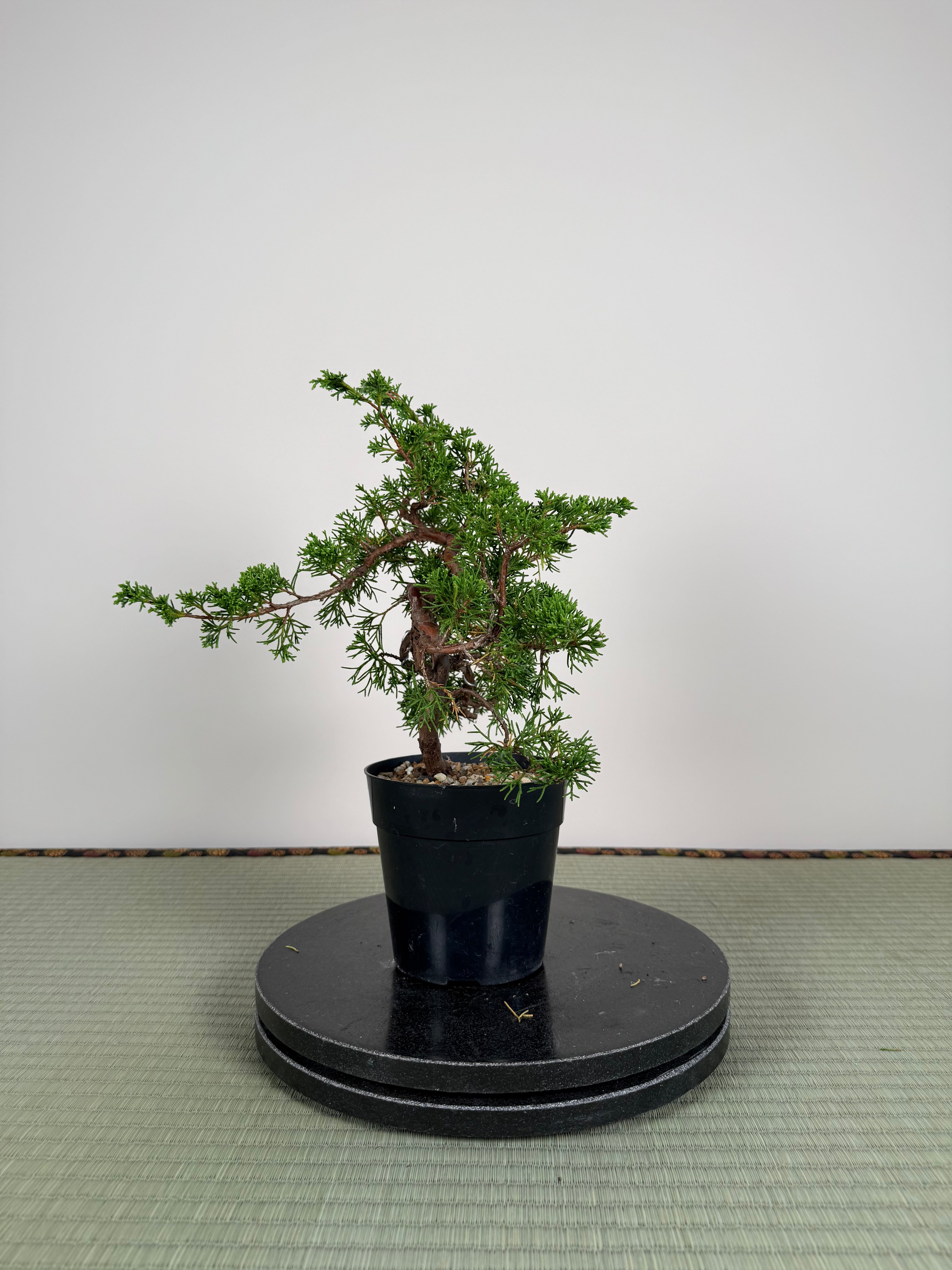 Juniperus chinensis Itoigawa