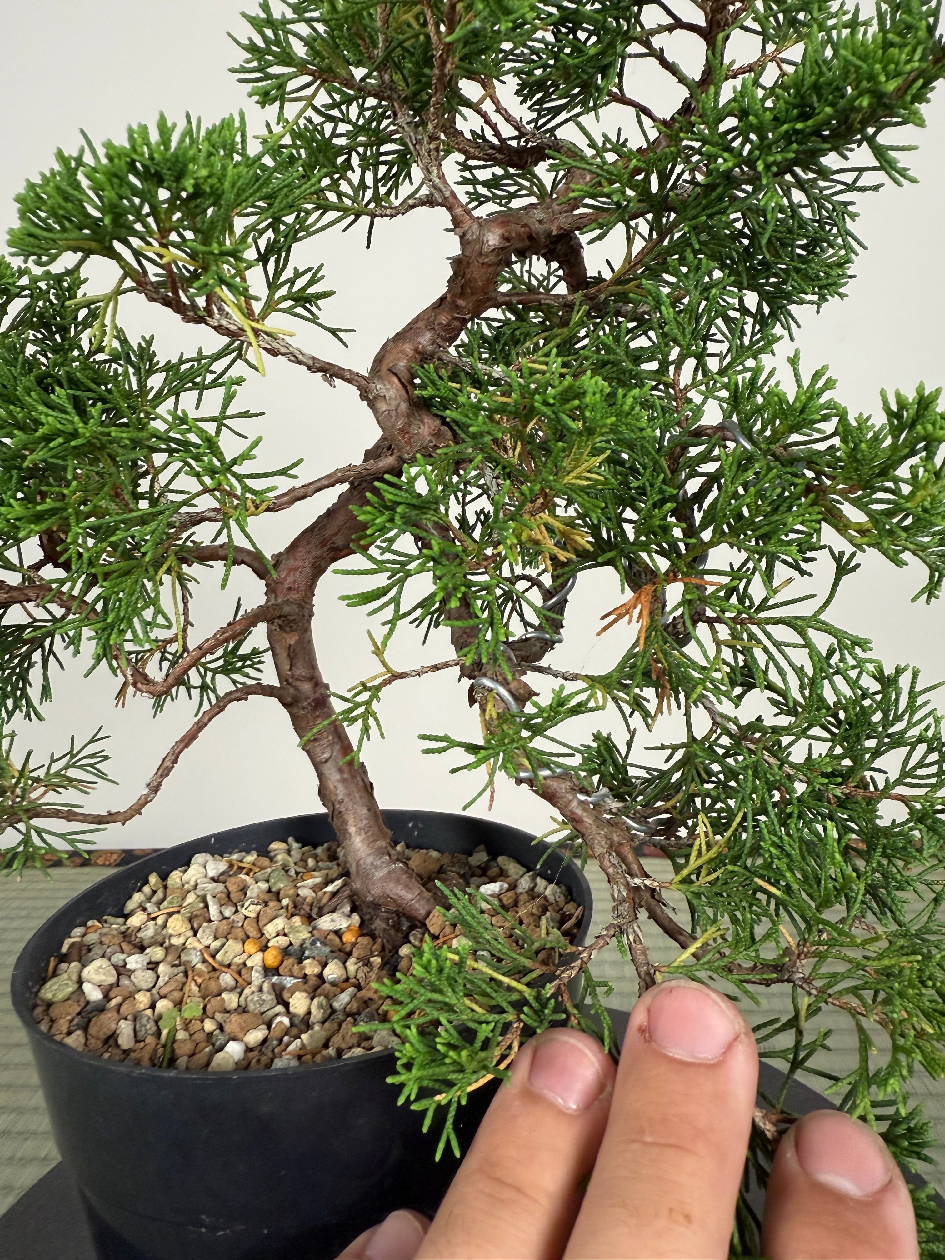 Juniperus chinensis Itoigawa