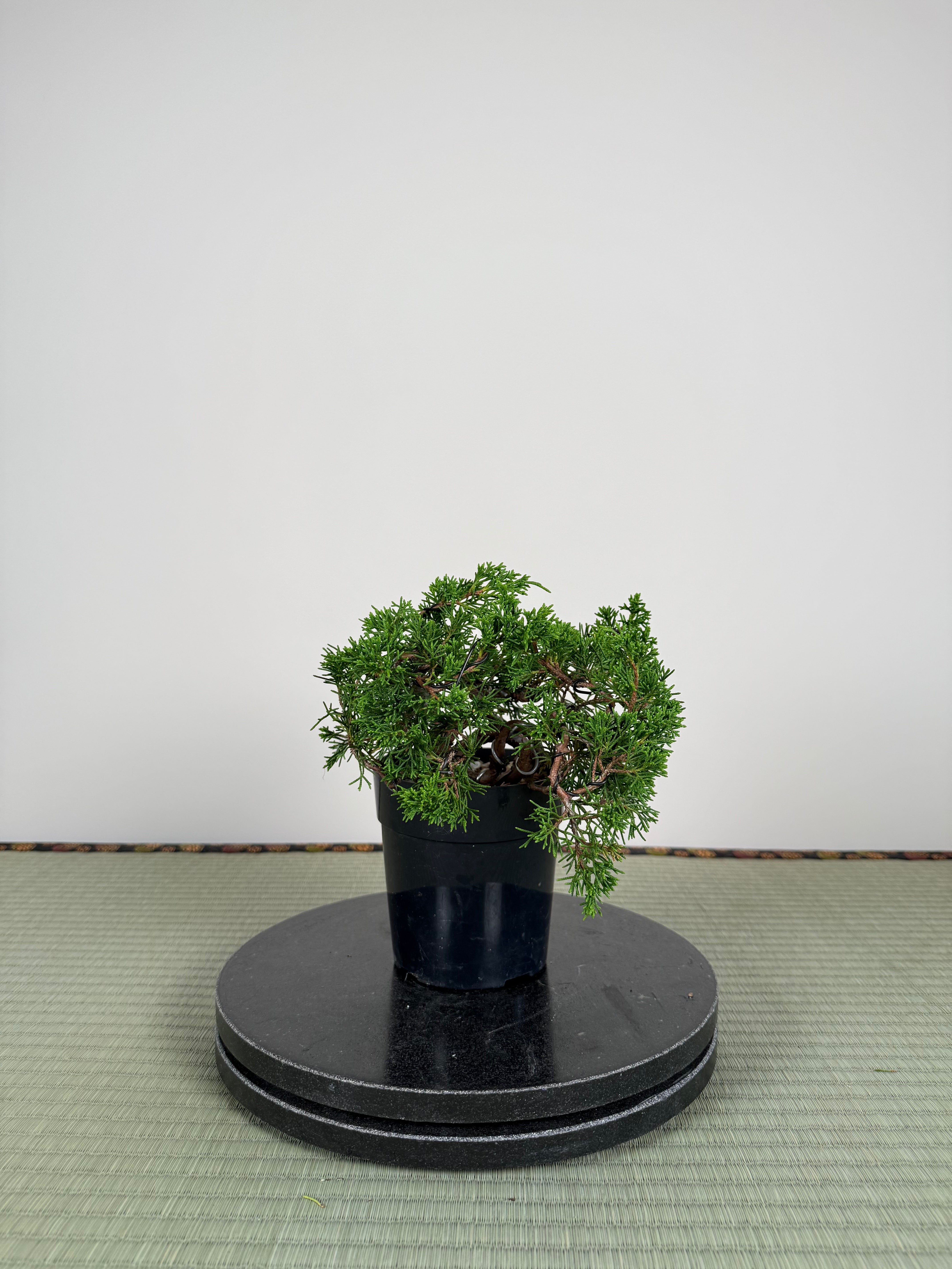 Juniperus chinensis Itoigawa