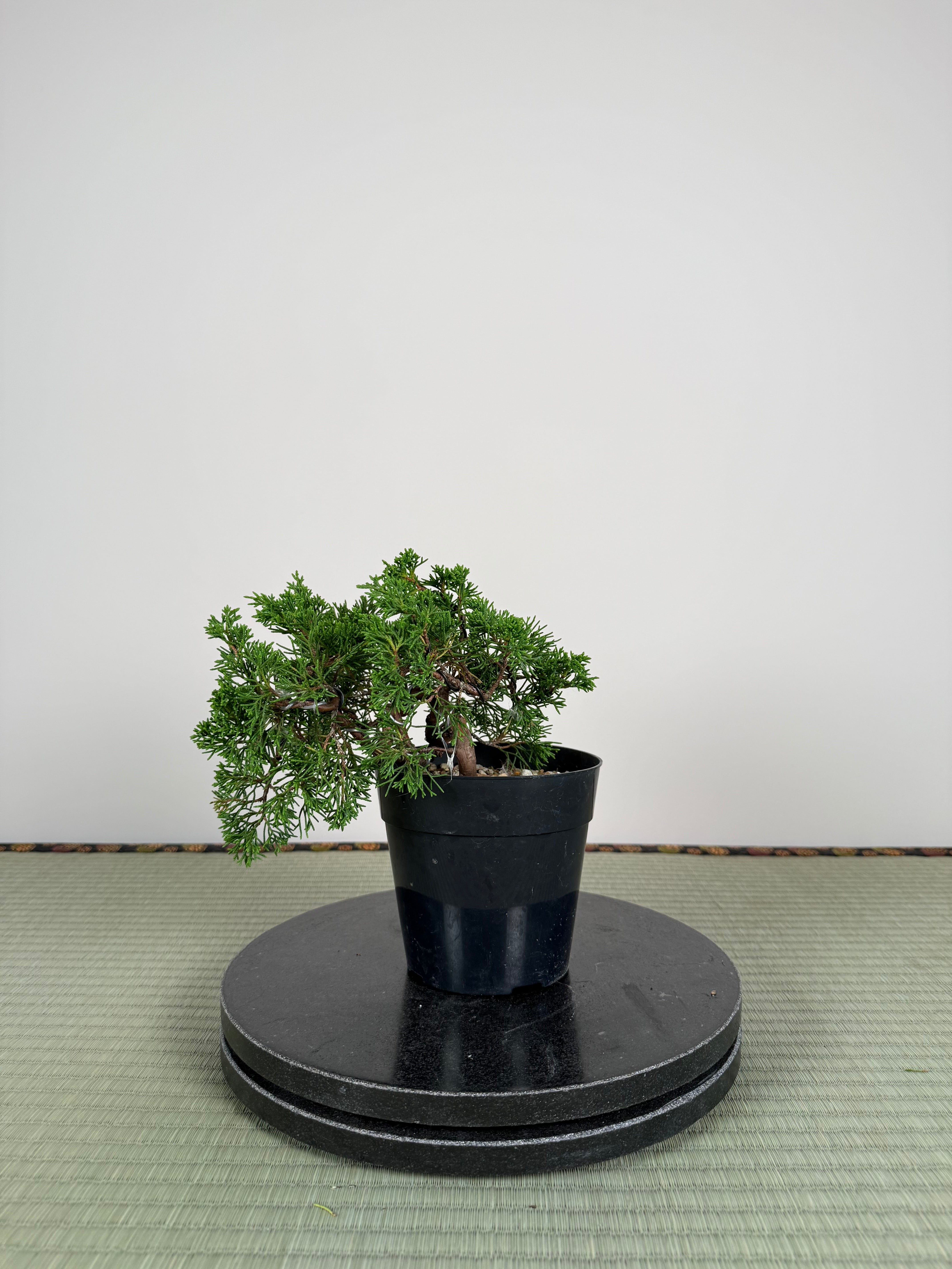 Juniperus chinensis Itoigawa