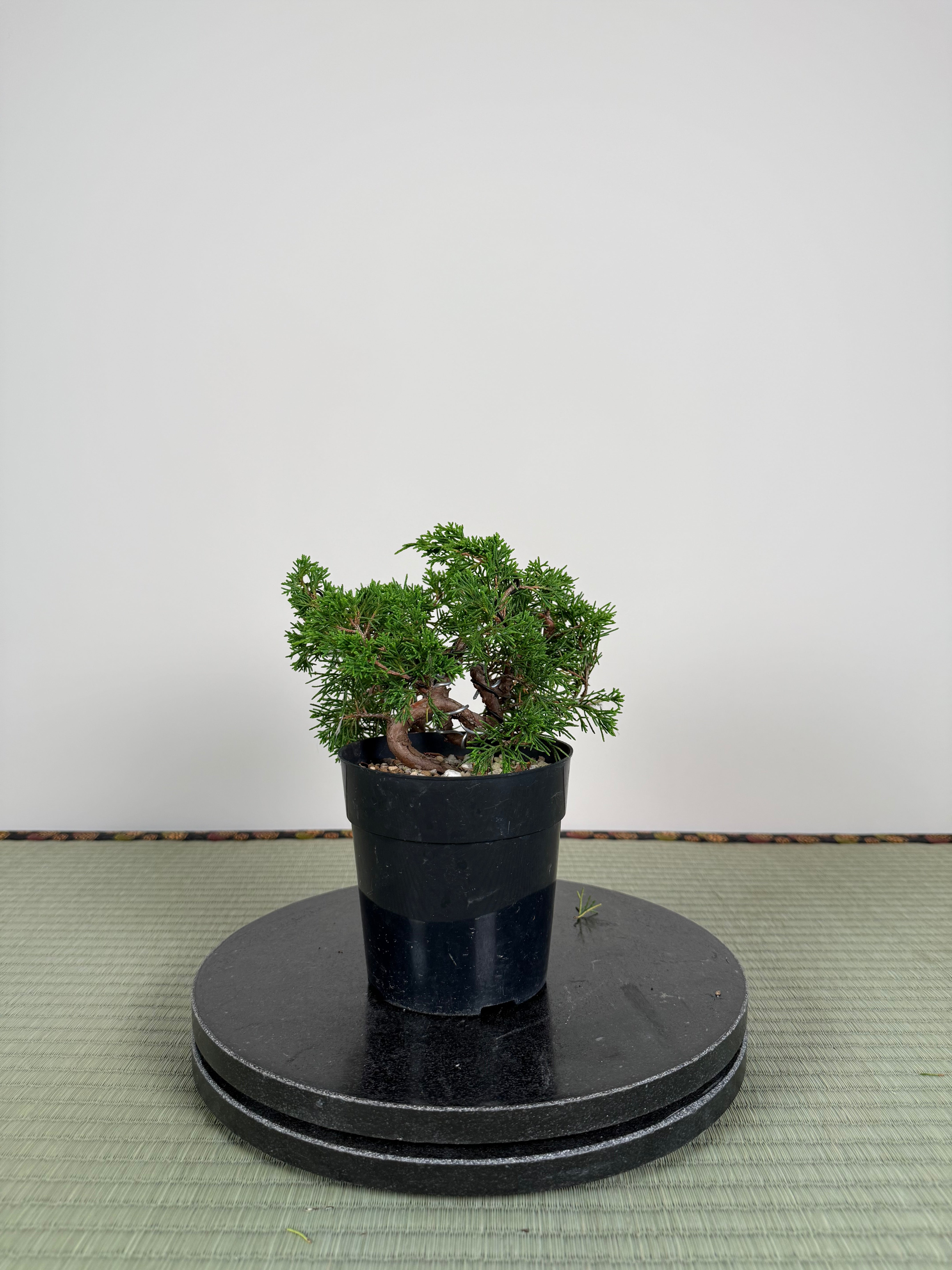 Juniperus chinensis Itoigawa