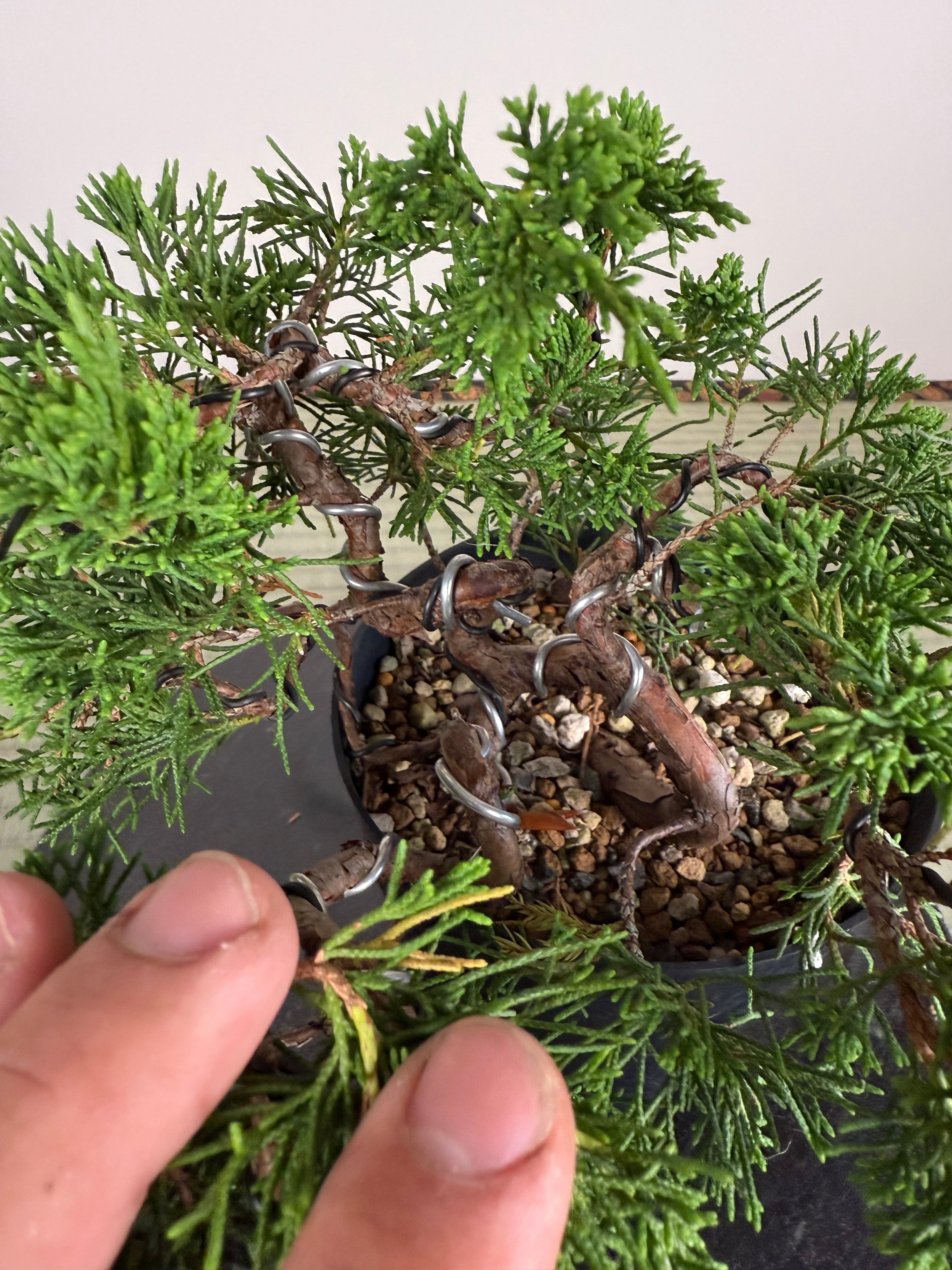 Juniperus chinensis Itoigawa