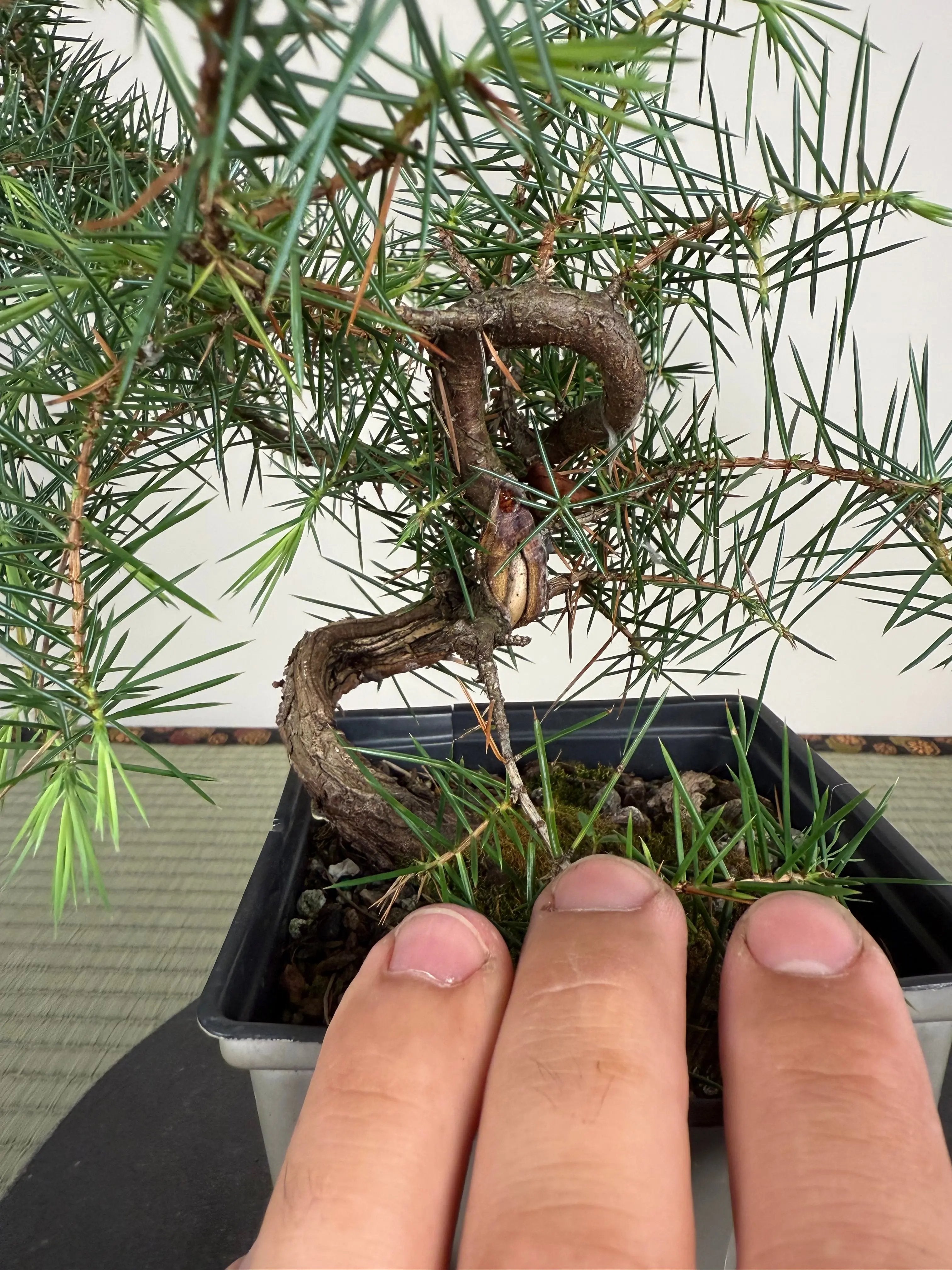Juniperus rigida Canada Bonsai