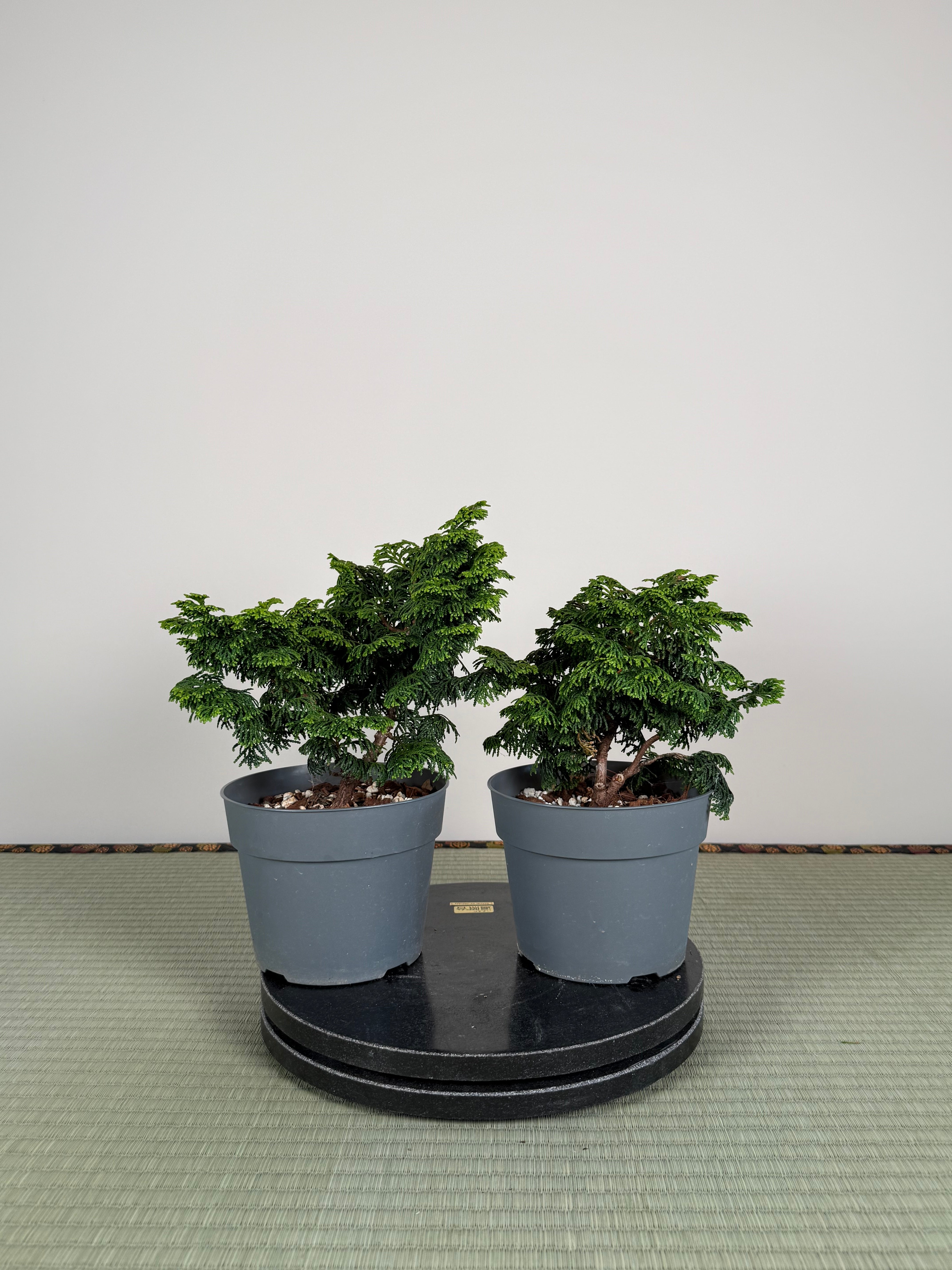 Chamaecyparis obtusa 'nana'