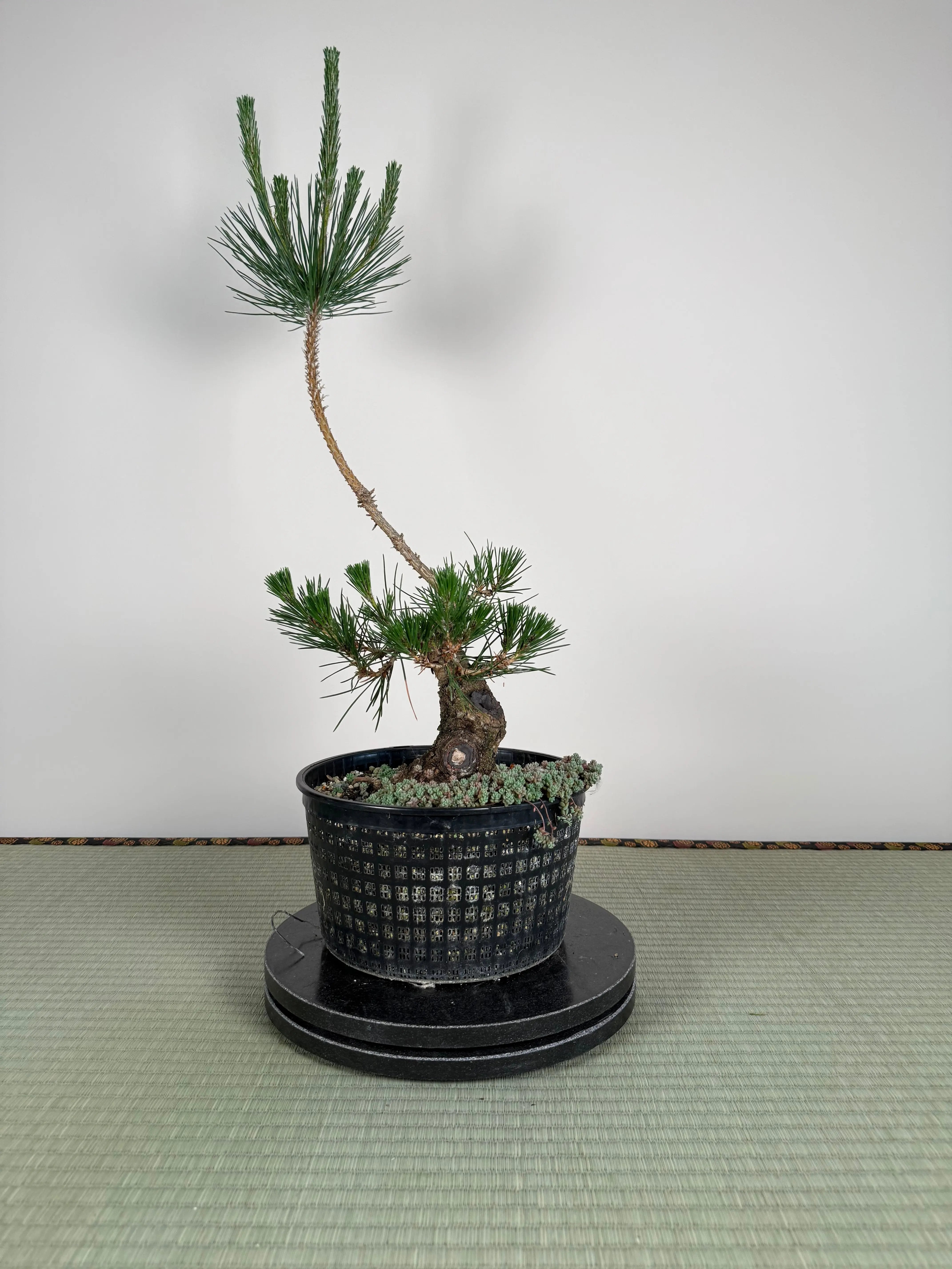 Pinus thunbergii Canada Bonsai