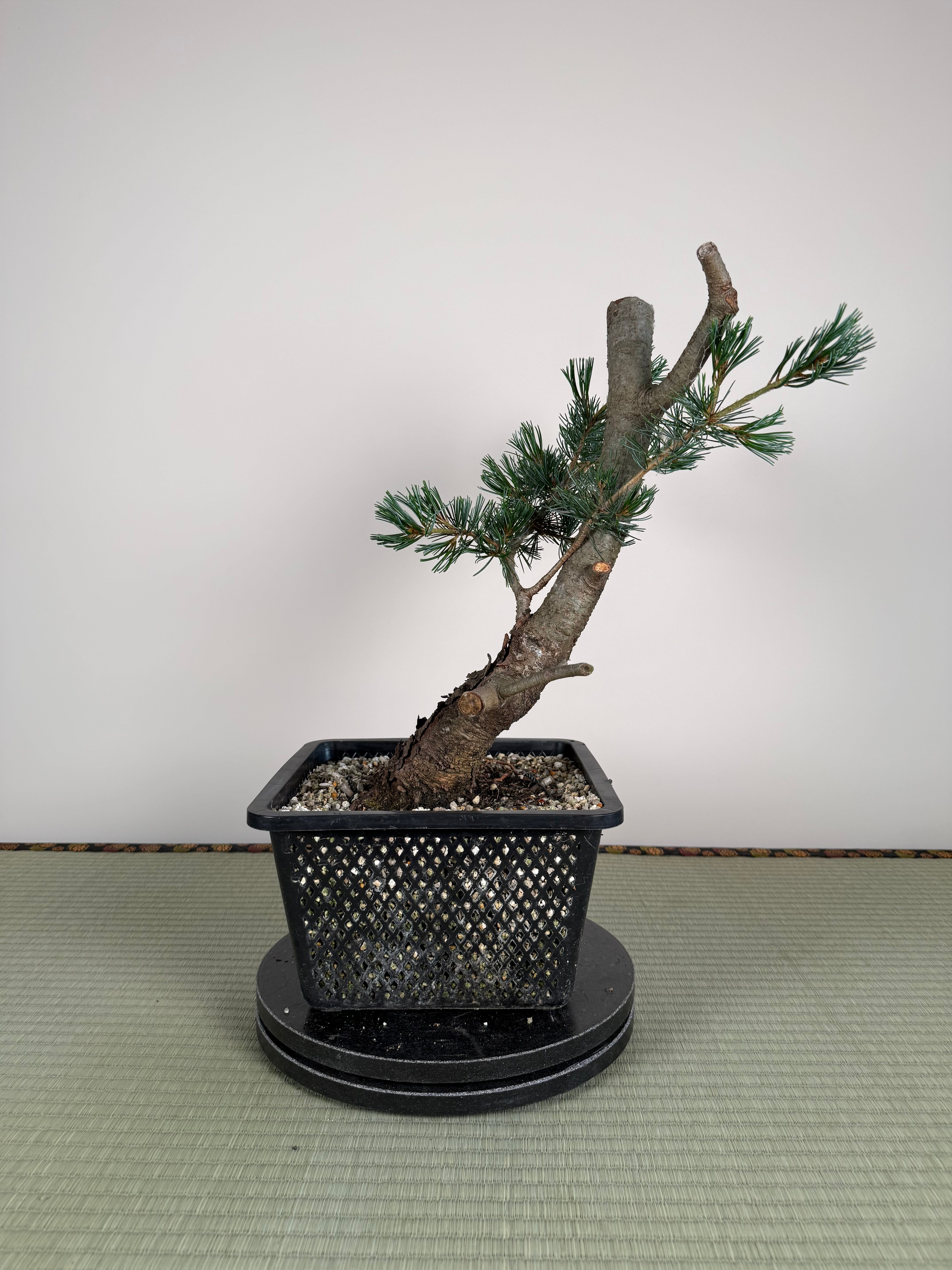Pinus parviflora 'Kokonoe'