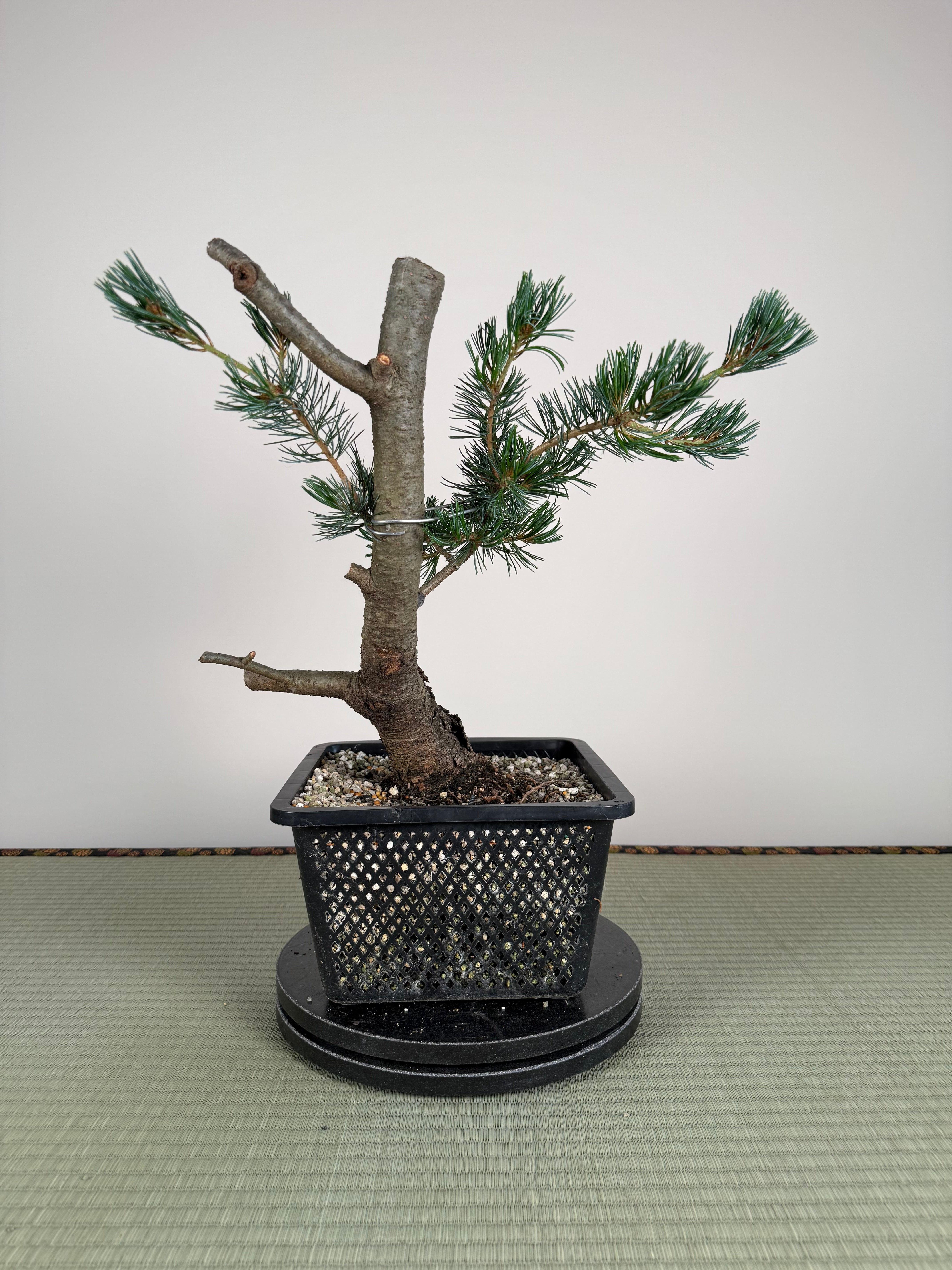 Pinus parviflora 'Kokonoe'
