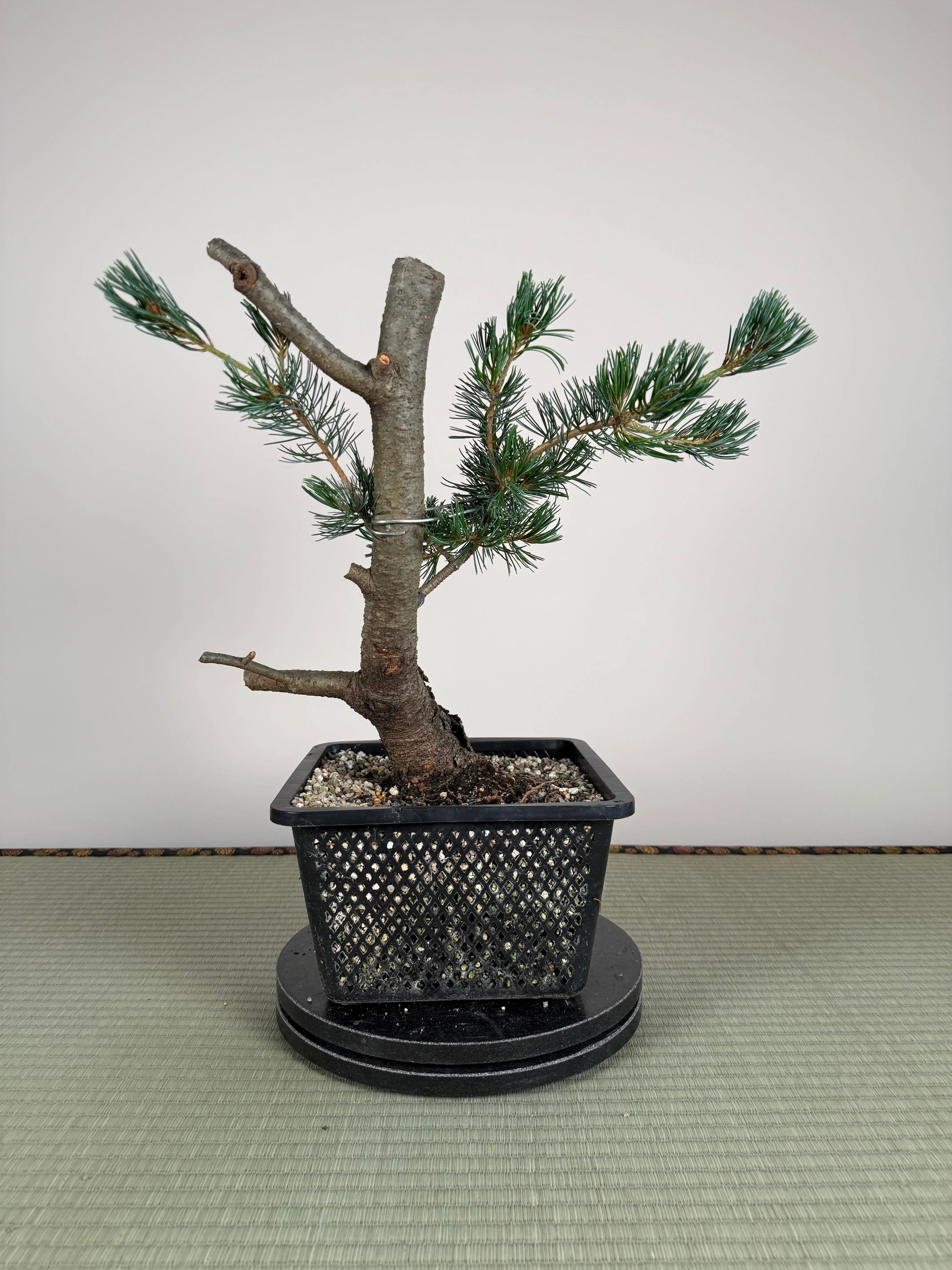 Pinus parviflora 'Kokonoe' Canada Bonsai