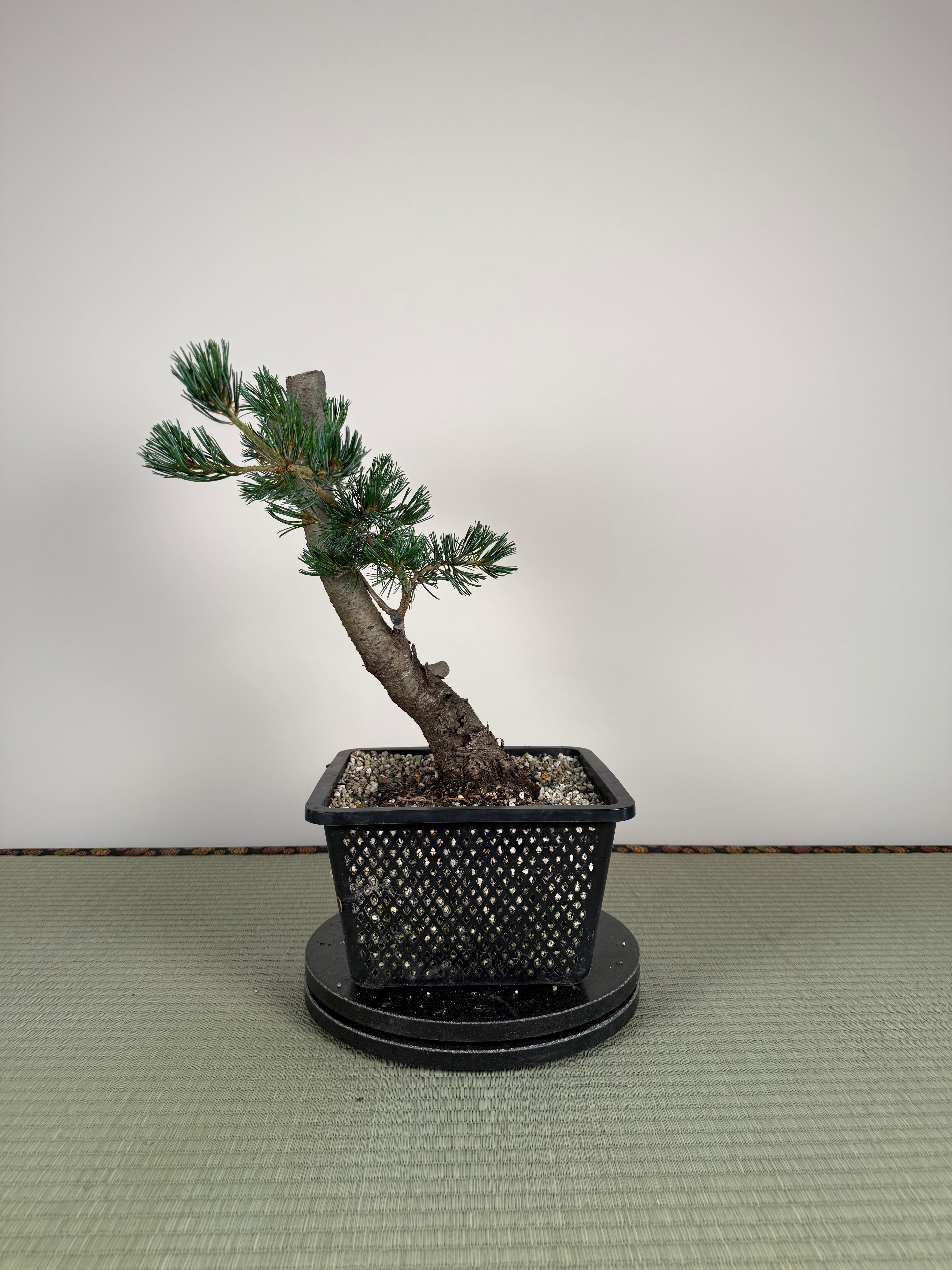 Pinus parviflora 'Kokonoe'