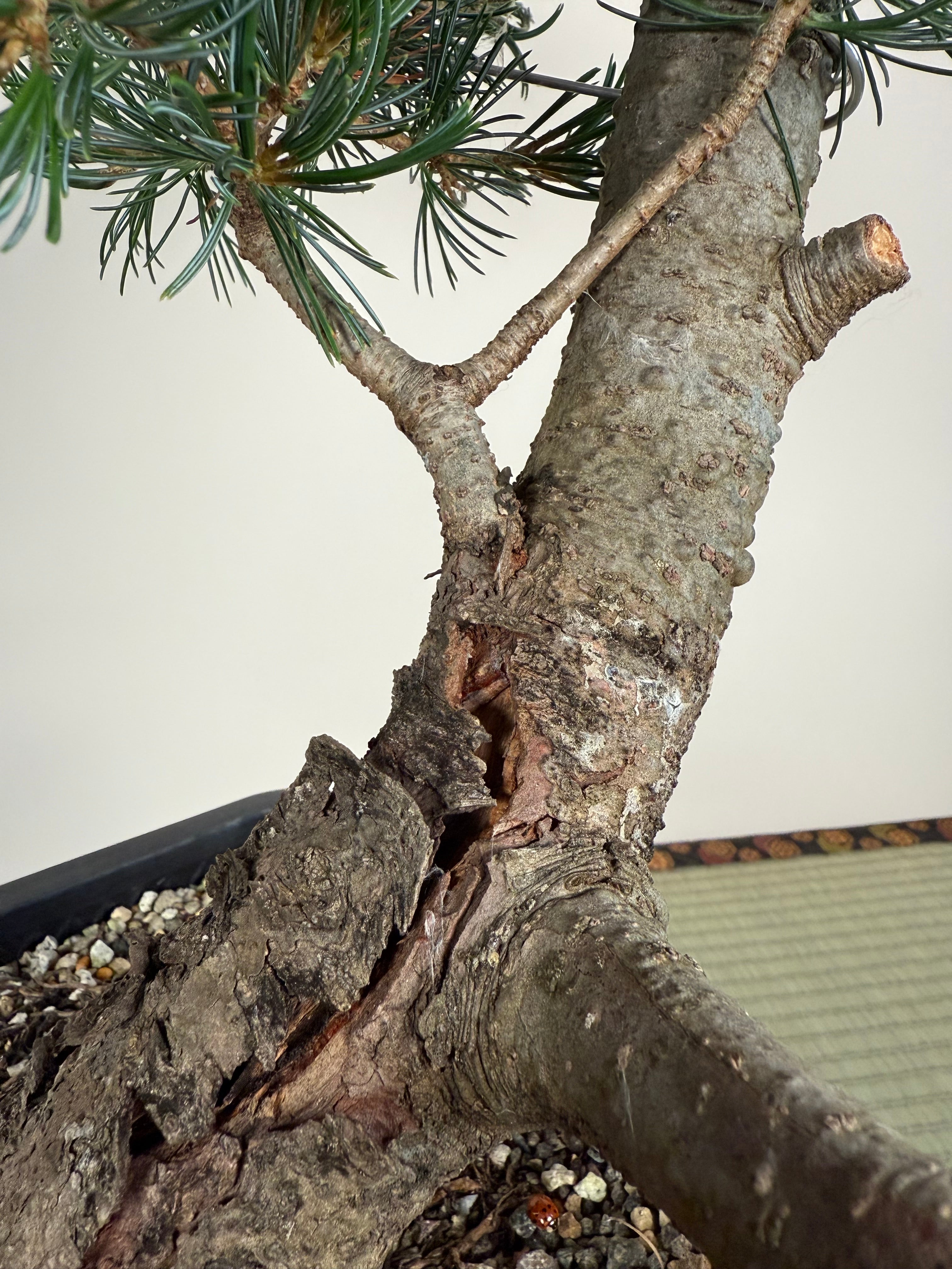 Pinus parviflora 'Kokonoe'