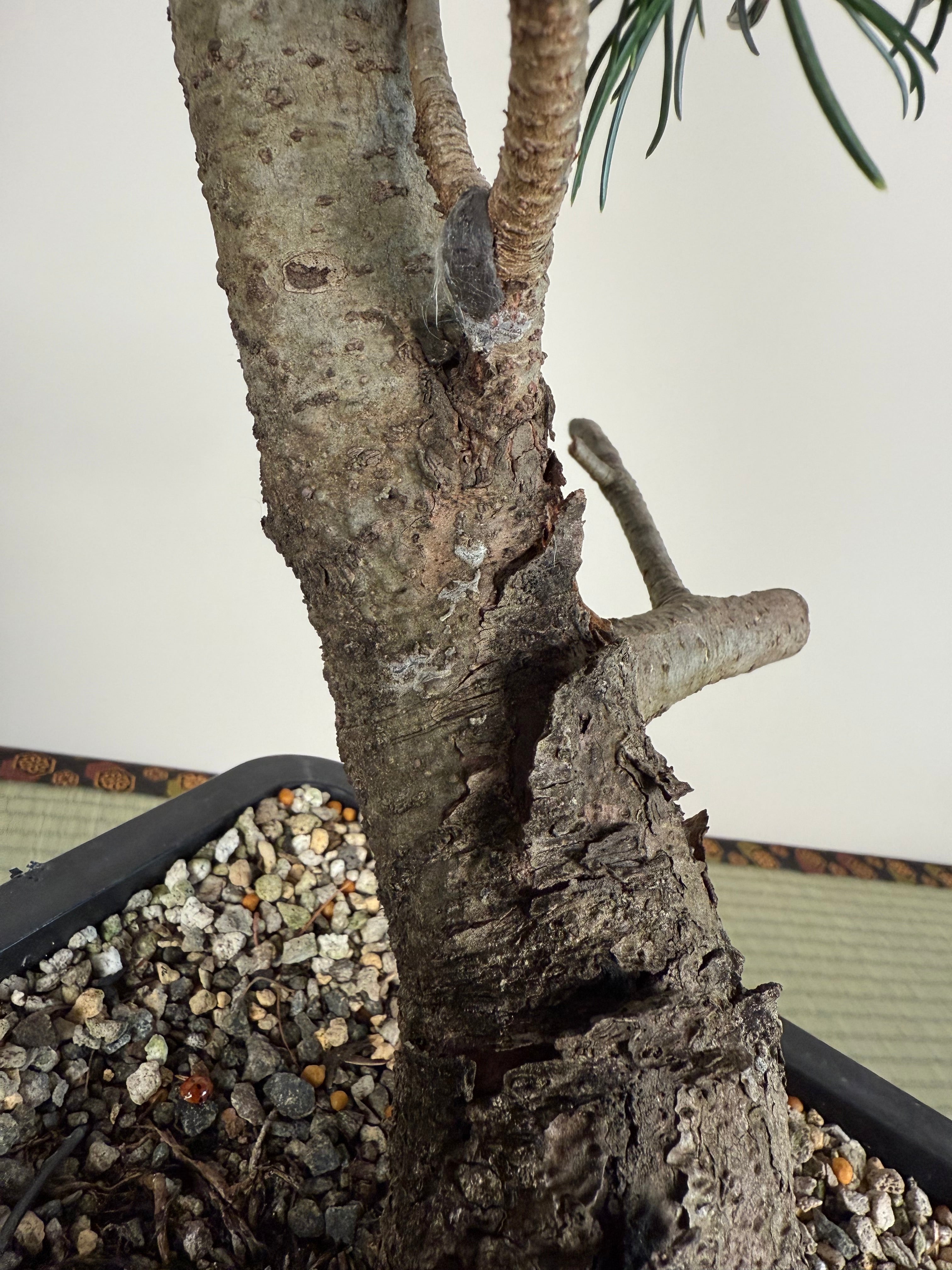 Pinus parviflora 'Kokonoe'