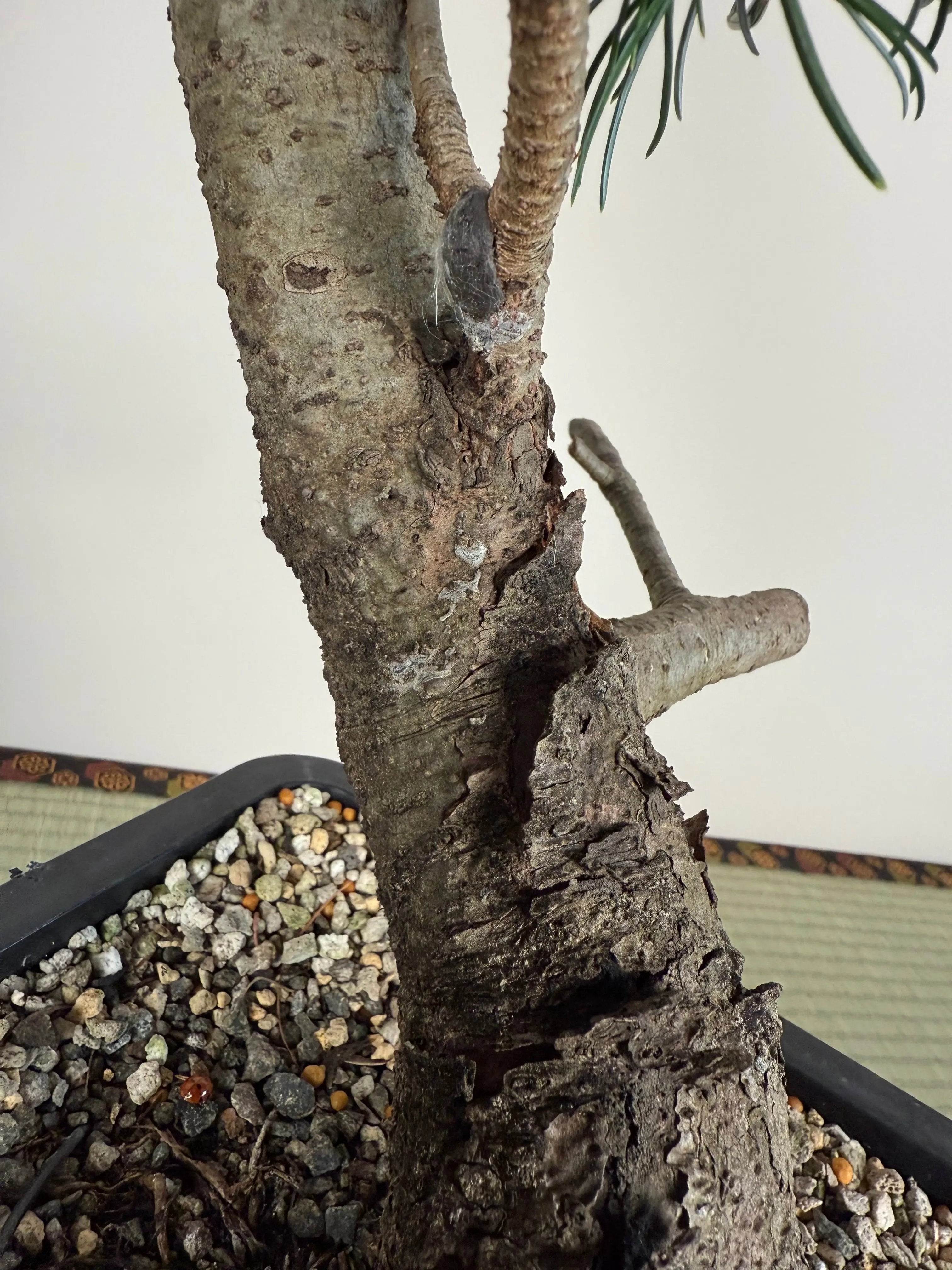 Pinus parviflora 'Kokonoe' Canada Bonsai