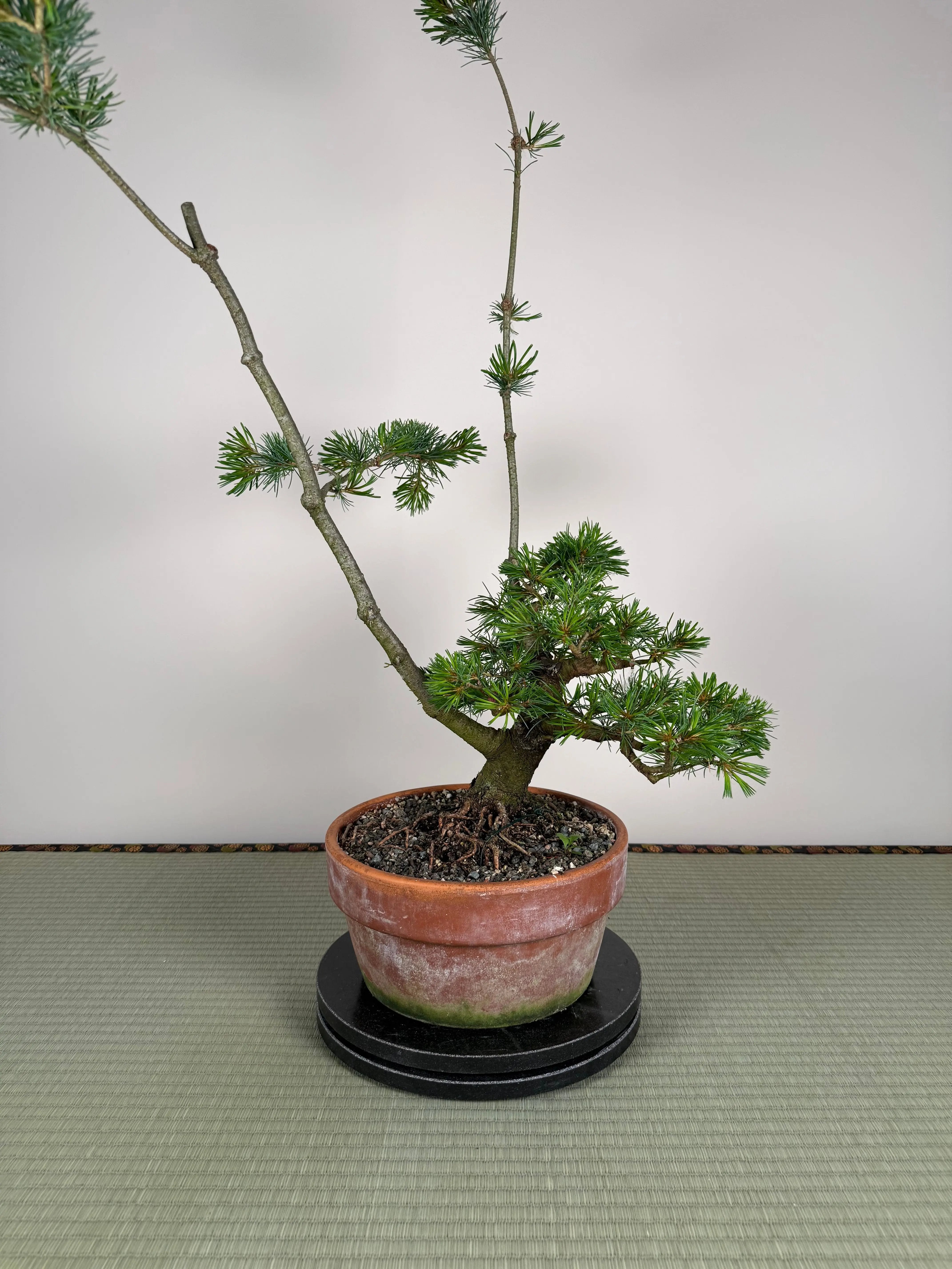 Pinus parviflora Canada Bonsai