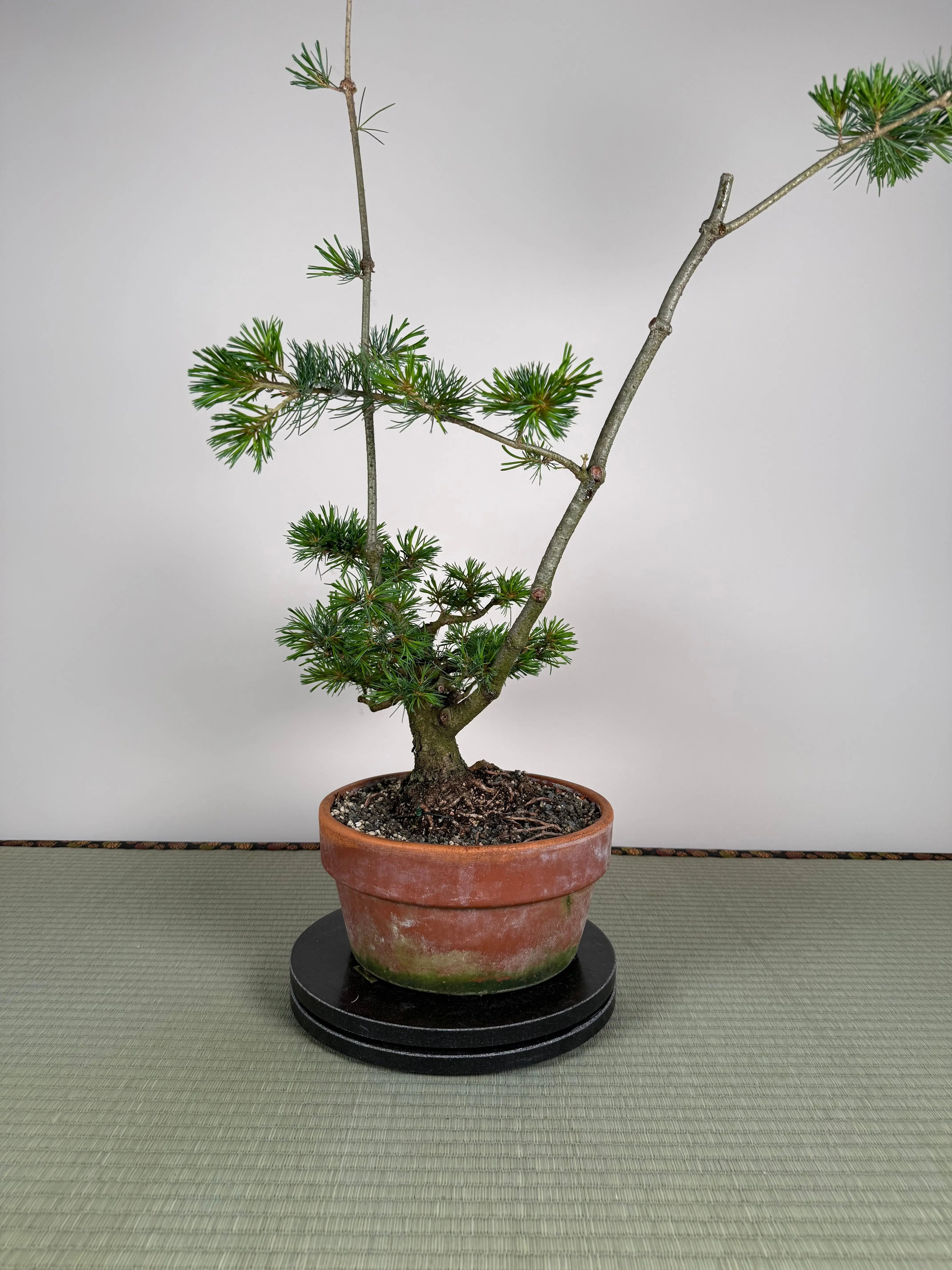 Pinus parviflora Canada Bonsai