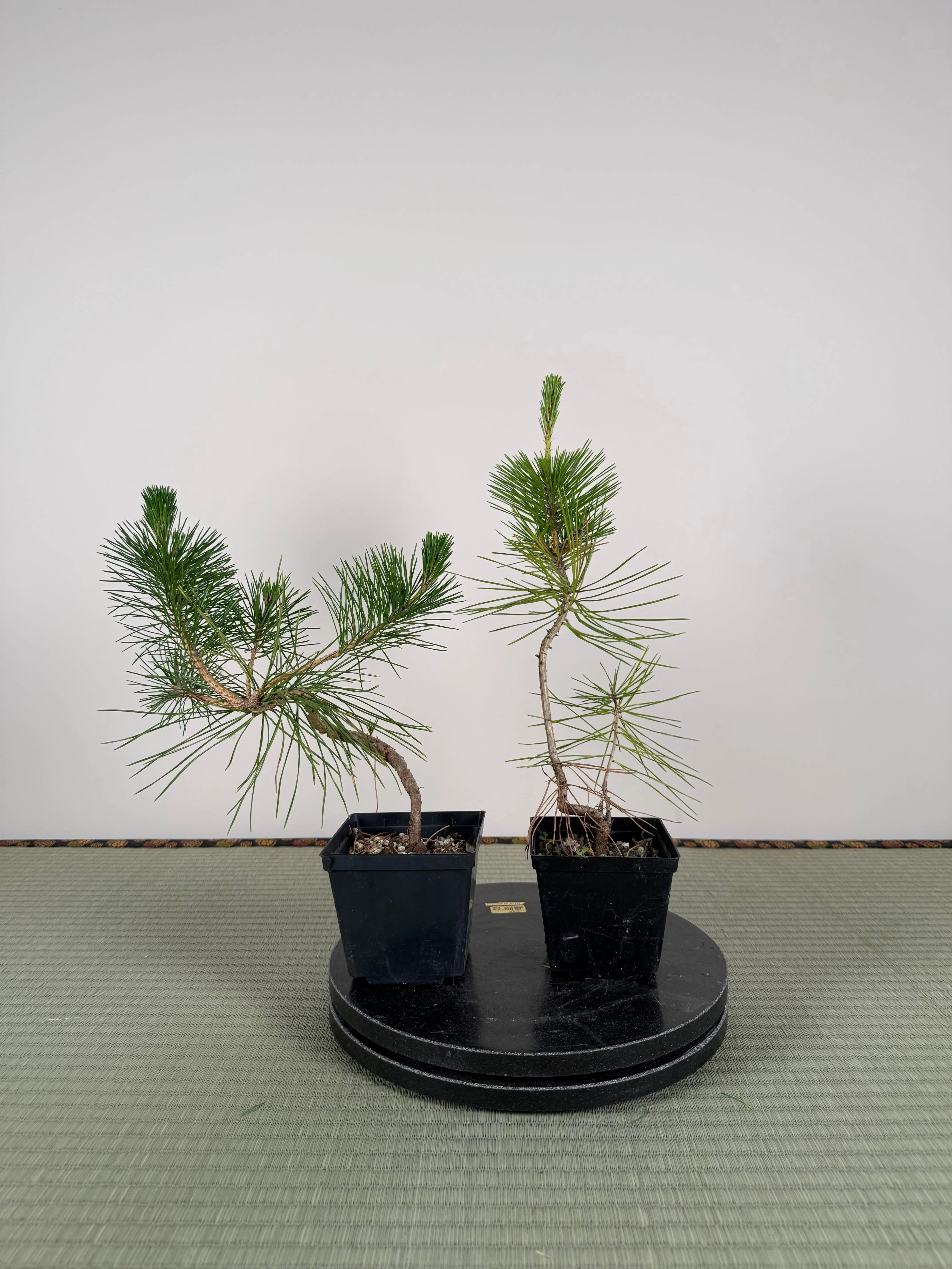 Pinus thunbergii Canada Bonsai