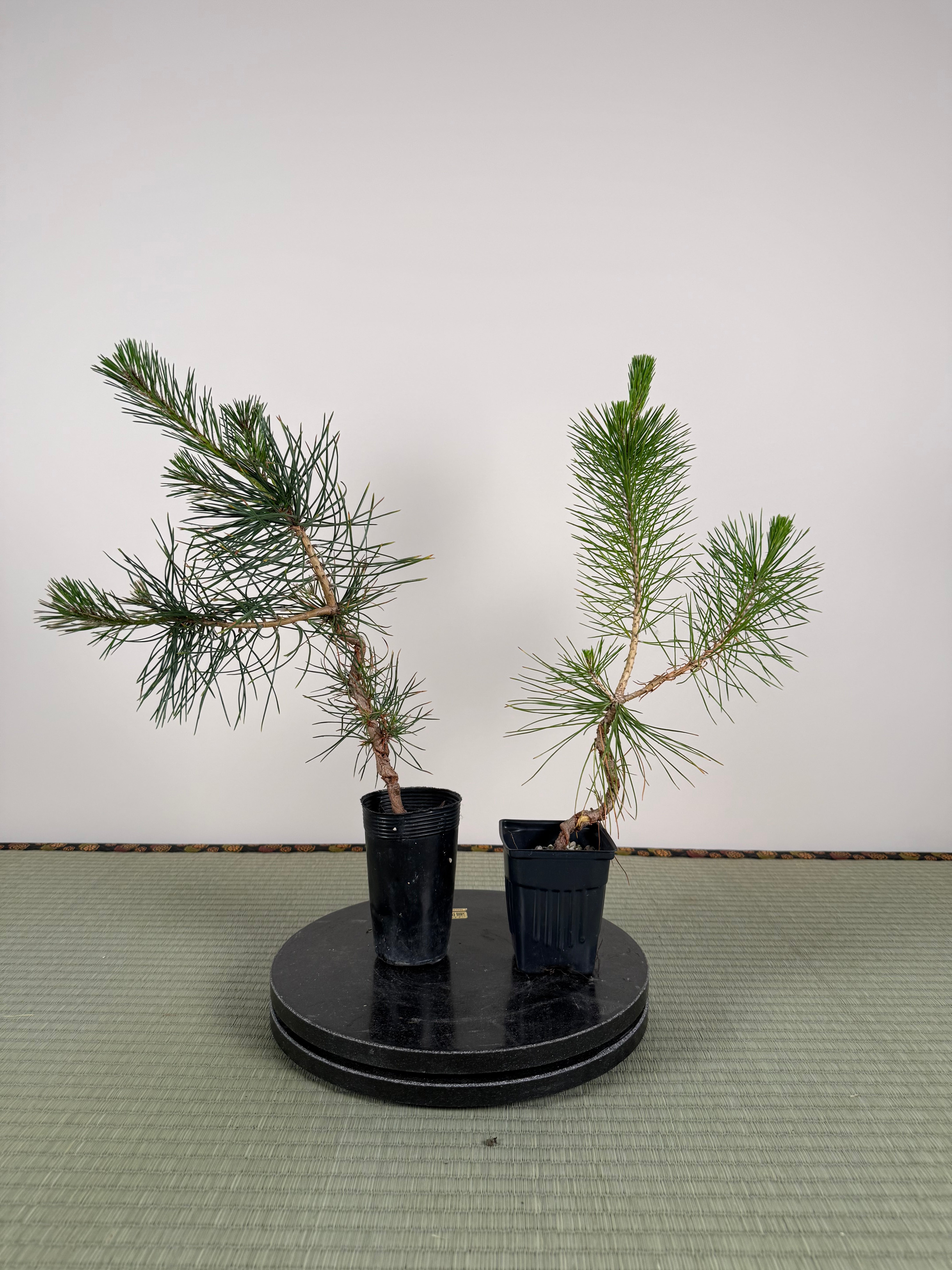 Pinus thunbergii (Wire Marks)