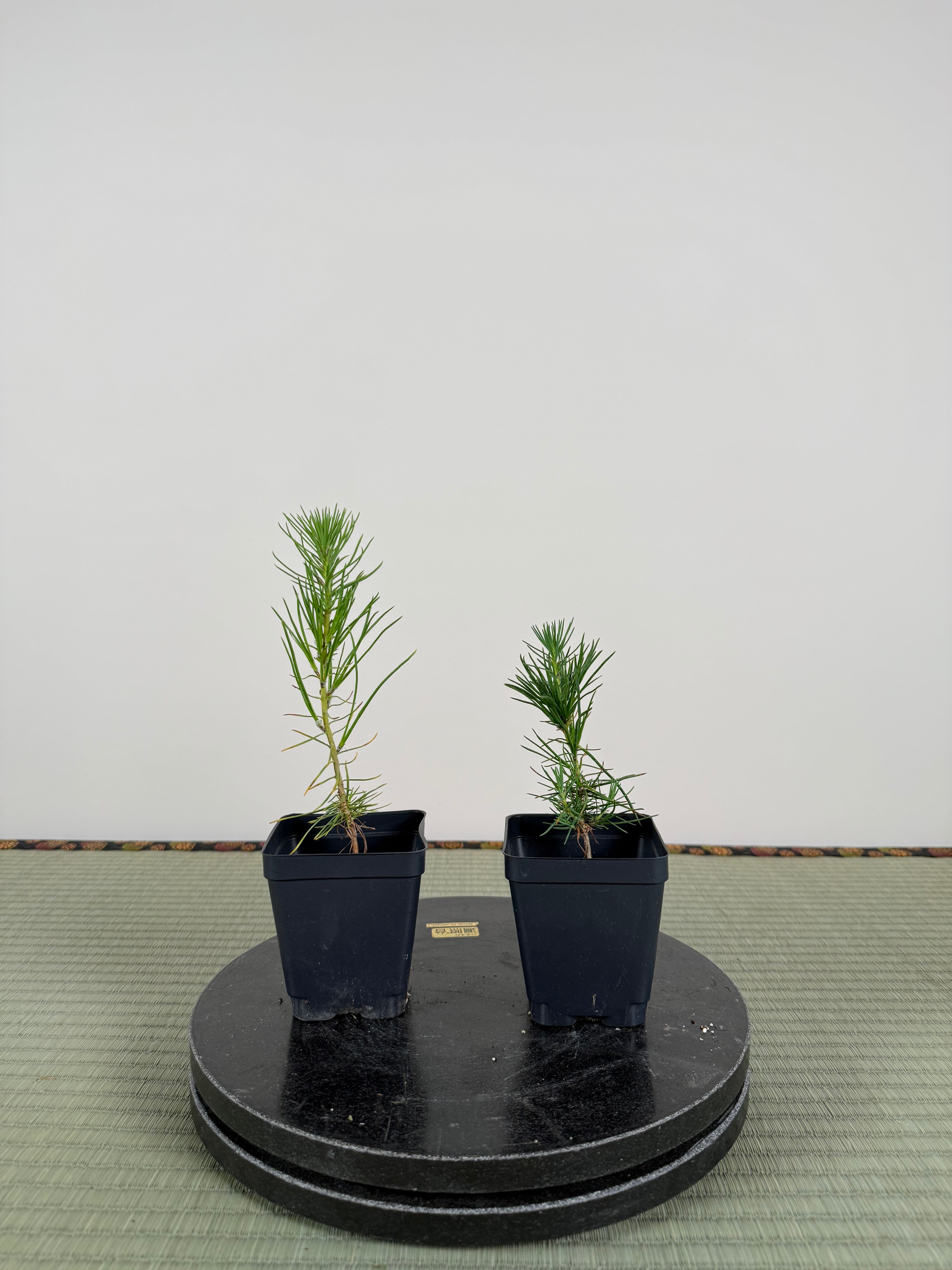 Pinus densiflora