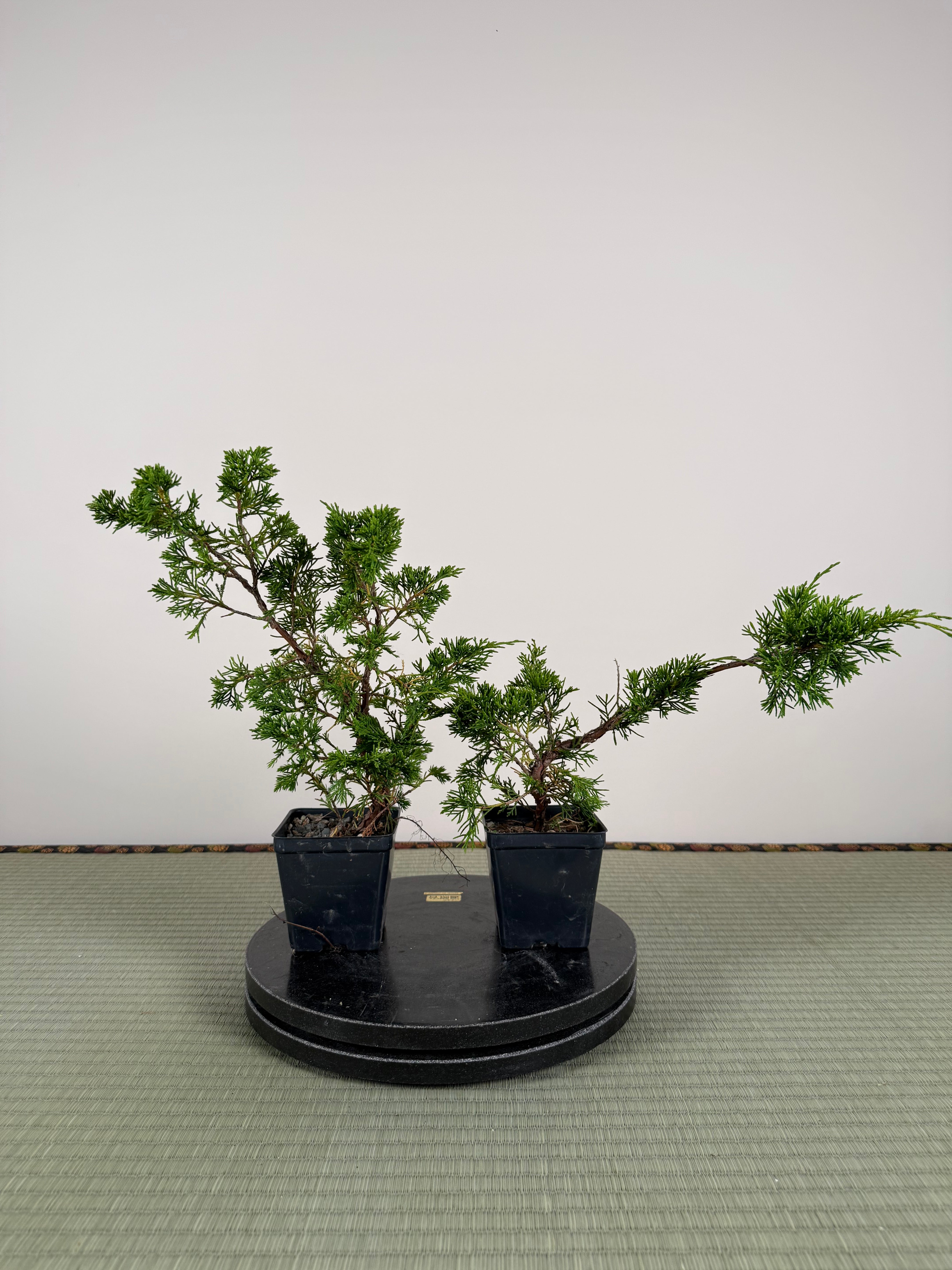 Juniperus chinensis Itoigawa