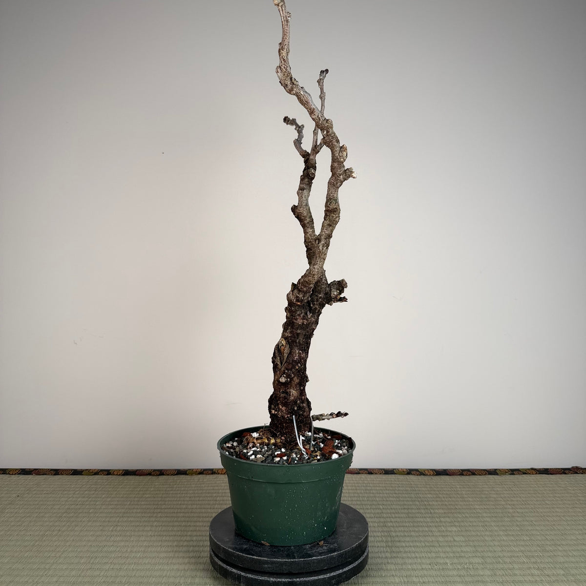 Wisteria floribunda