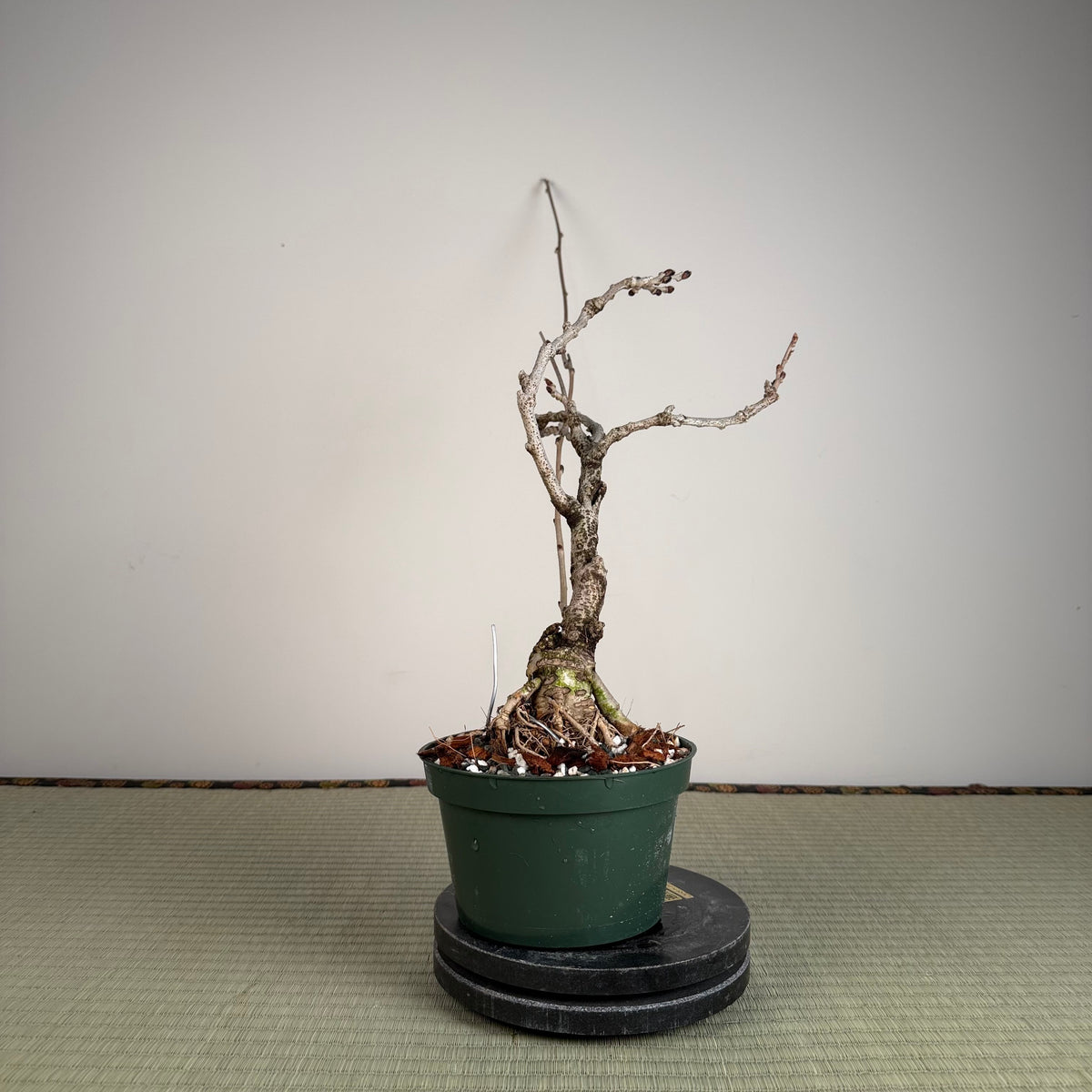 Wisteria floribunda