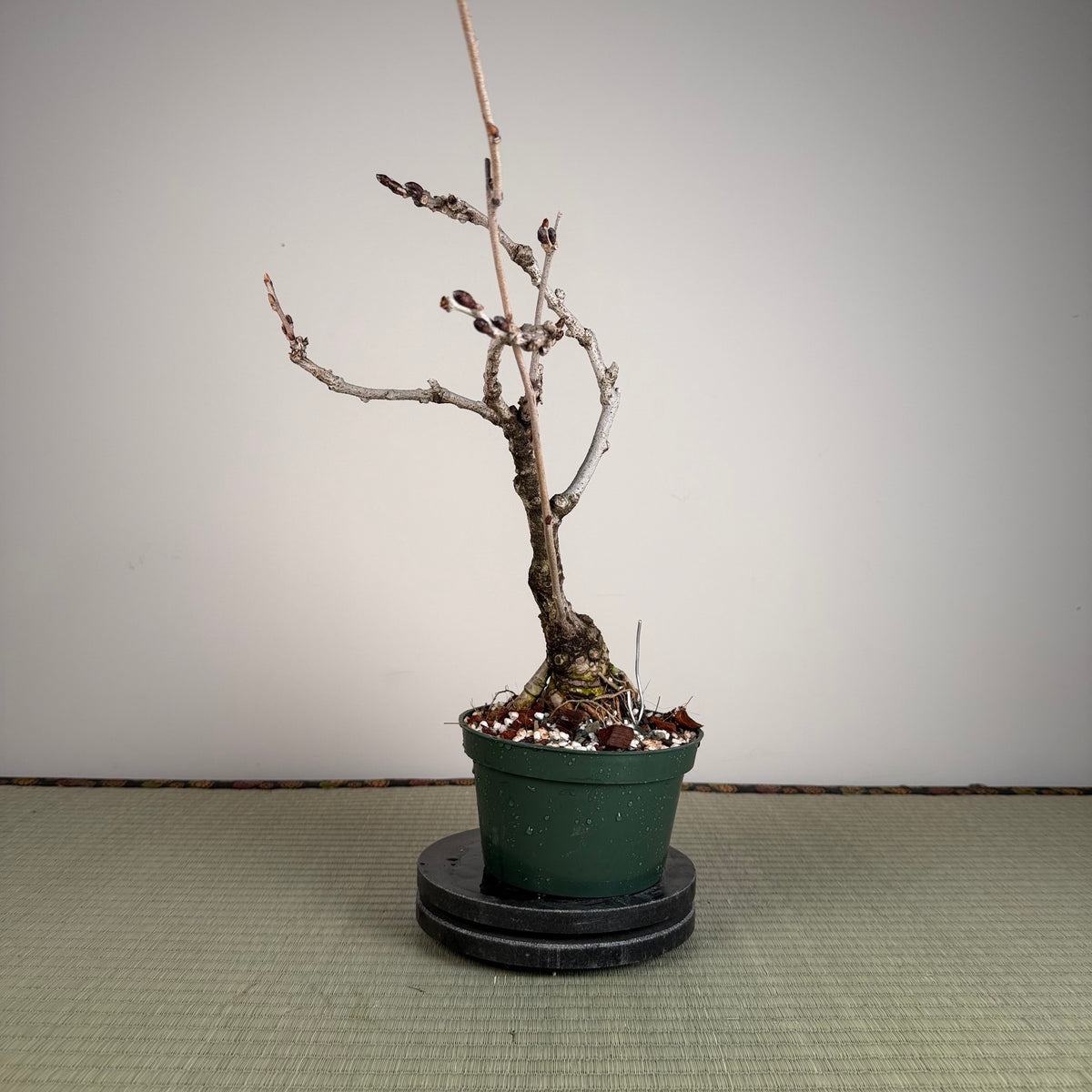 Wisteria floribunda