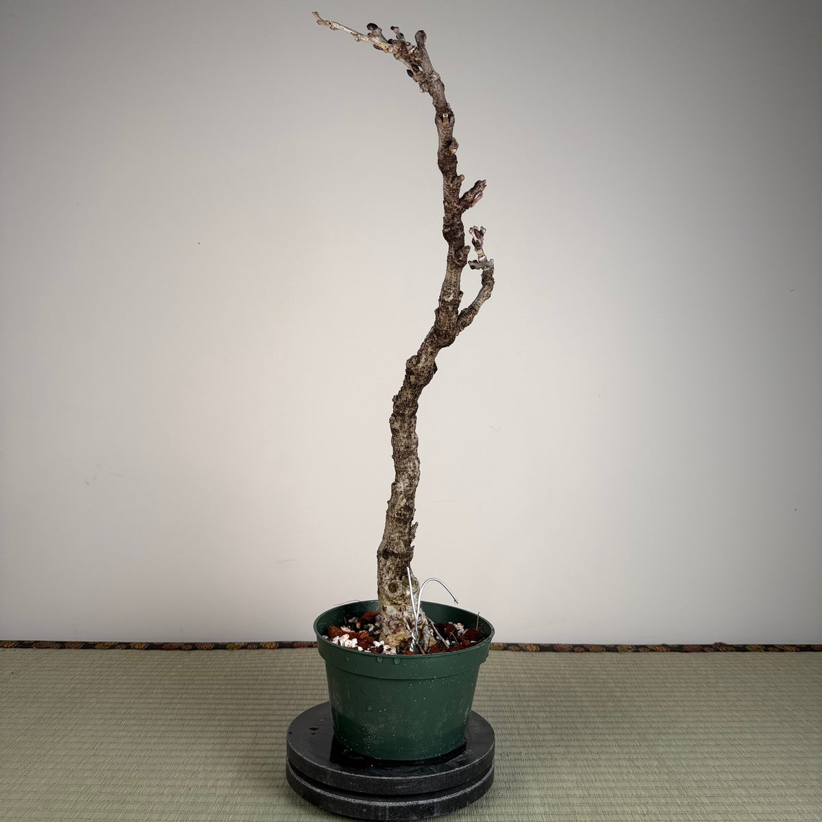 Wisteria floribunda
