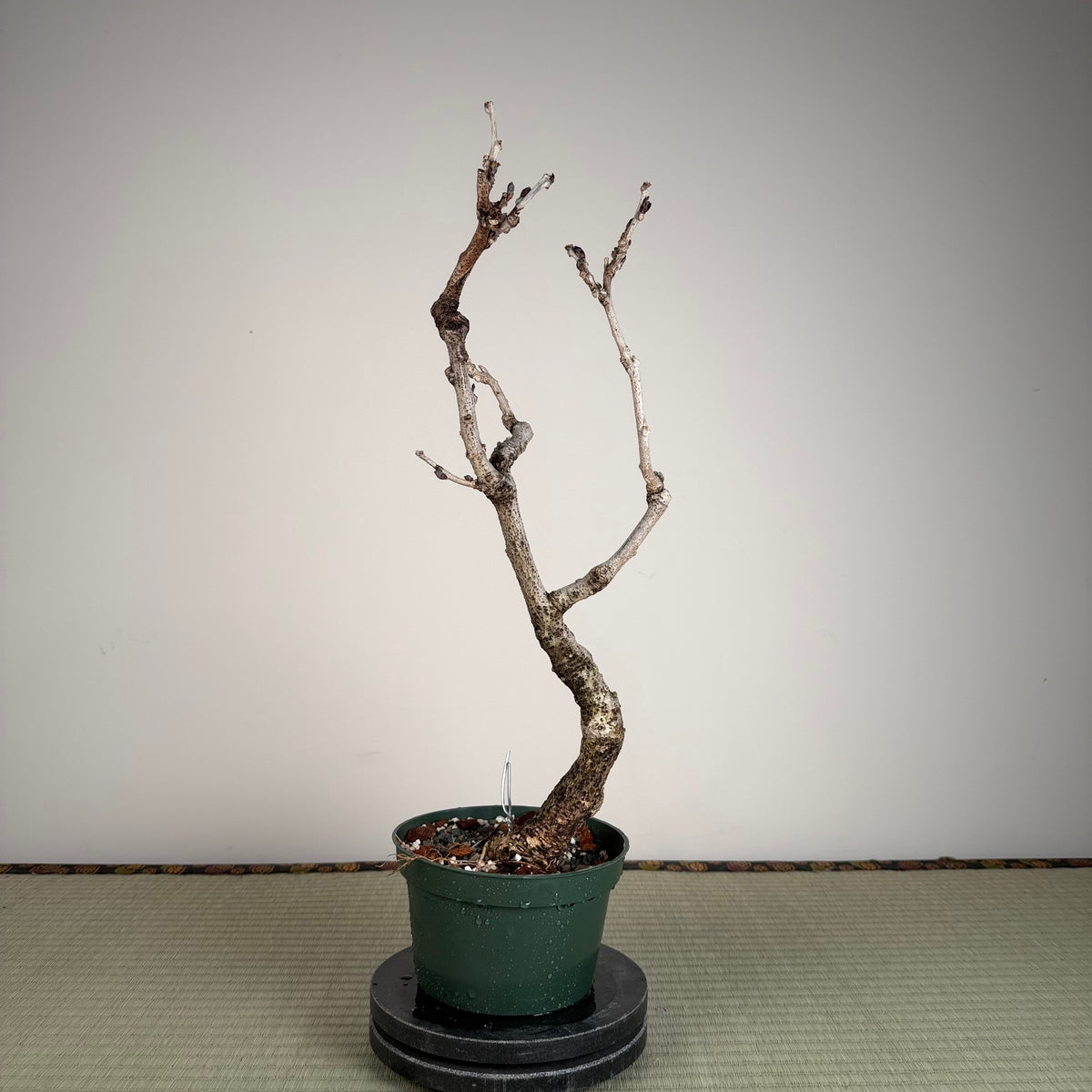 Wisteria floribunda