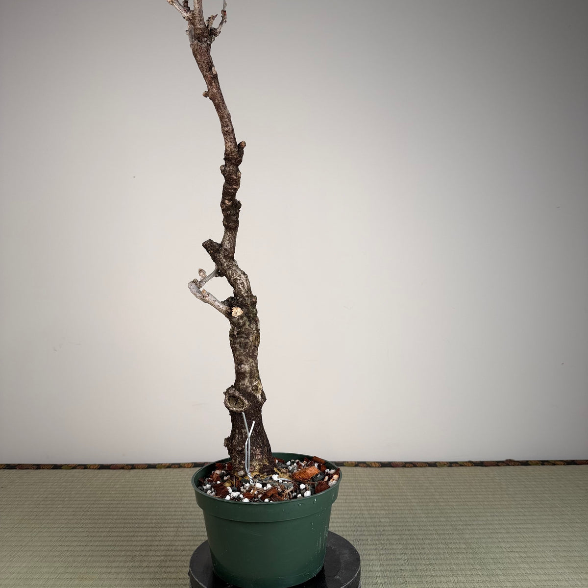 Wisteria floribunda