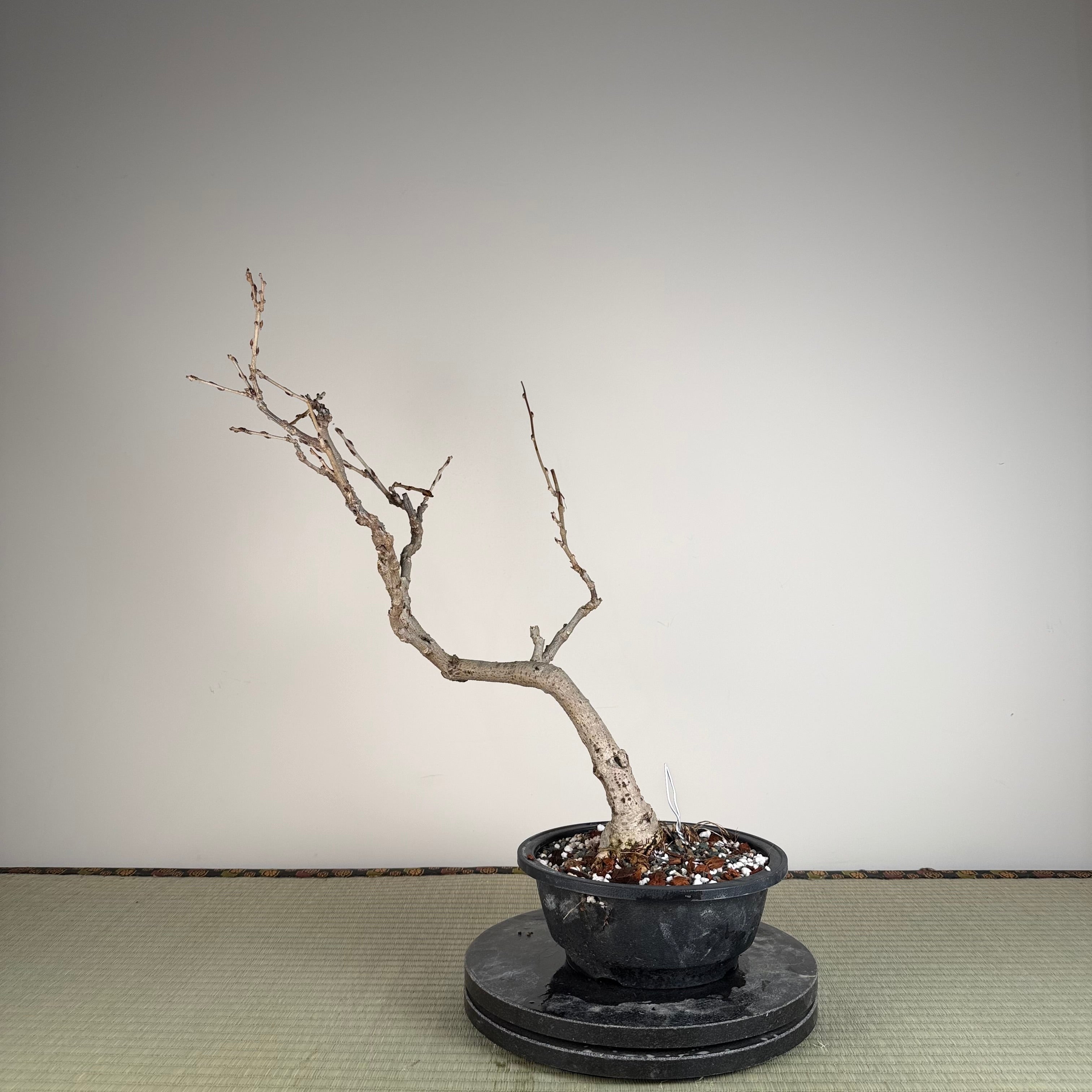 Glycine floribunda