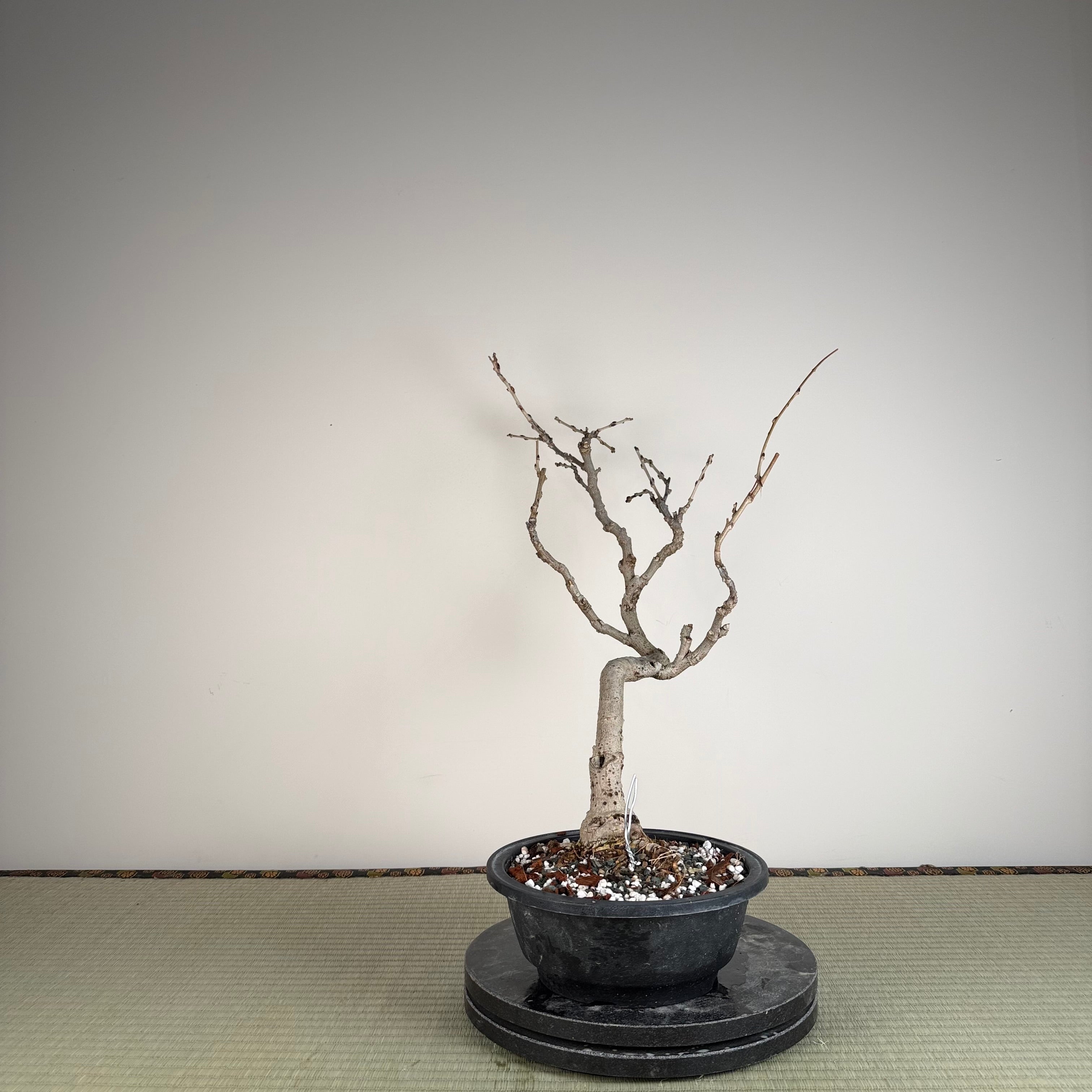 Glycine floribunda