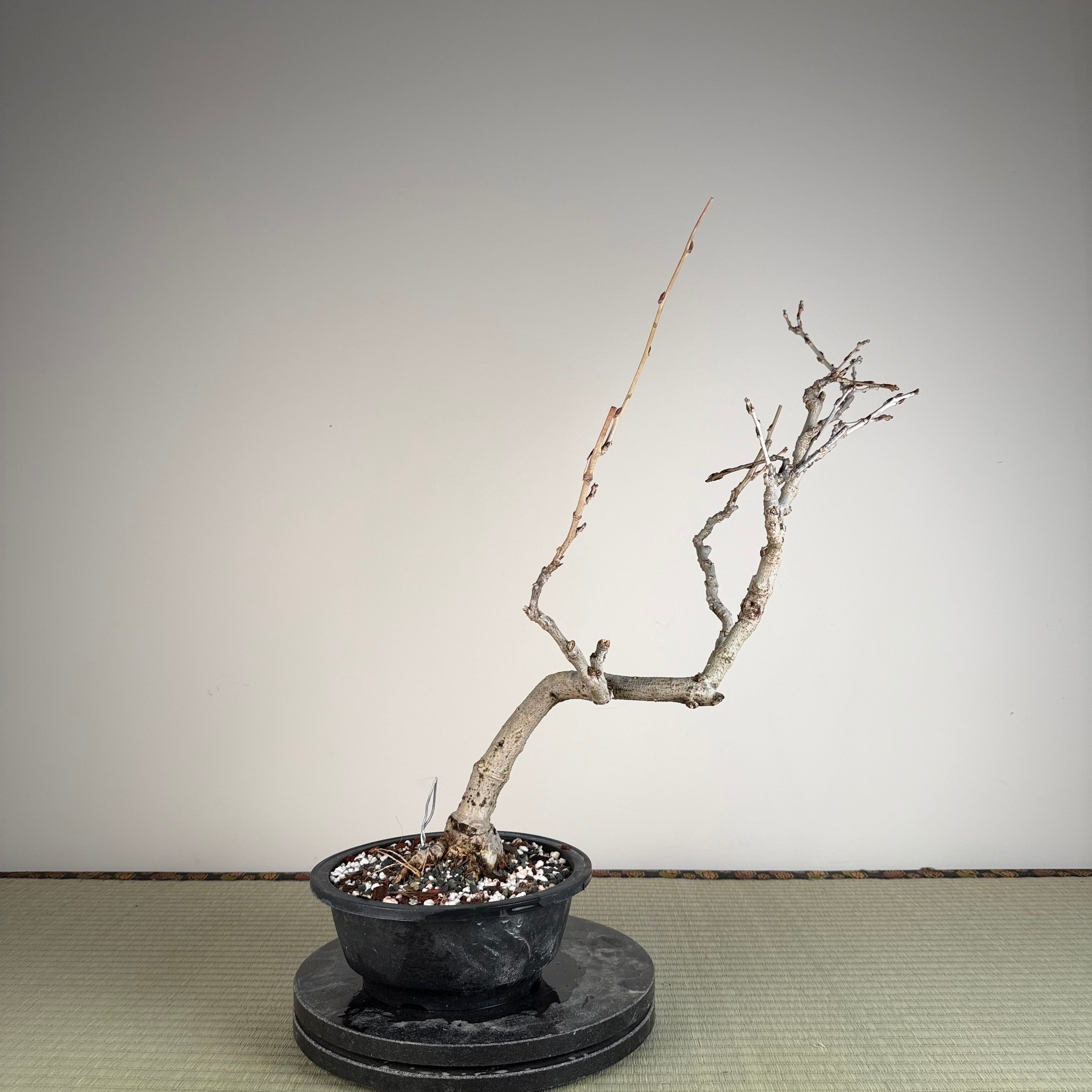 Glycine floribunda