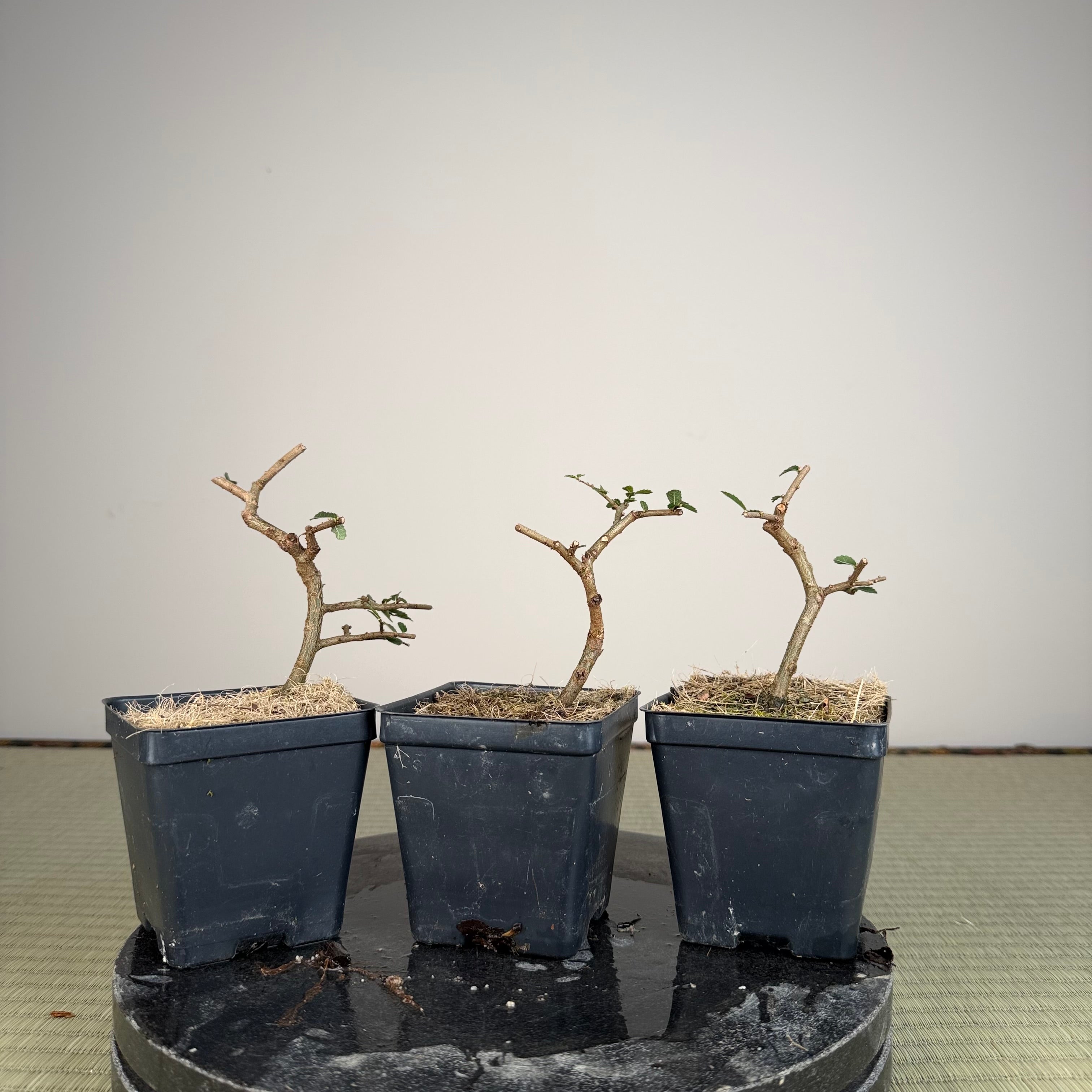 Ulmus parvifolia