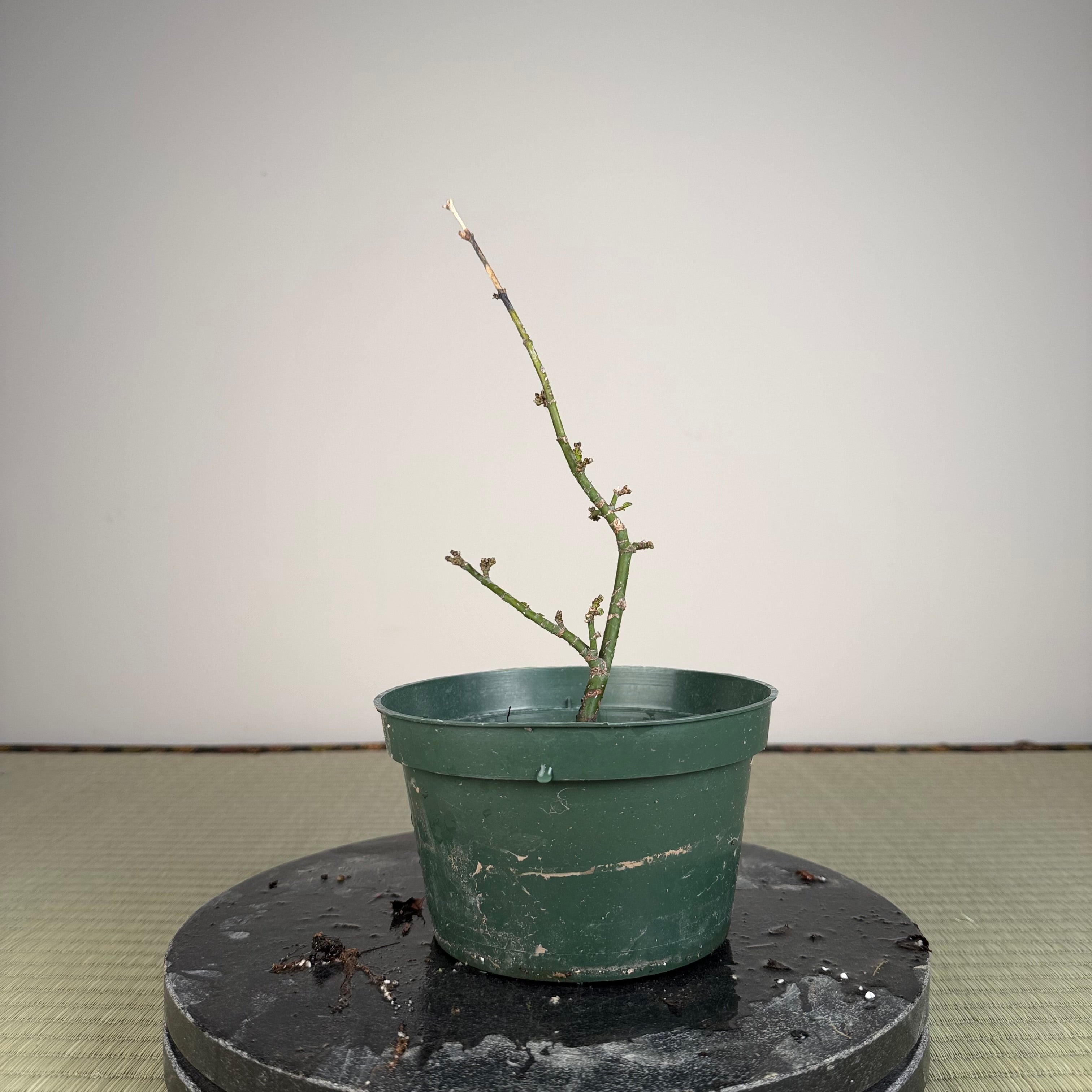 Acer palmatum 'Shishigashira'