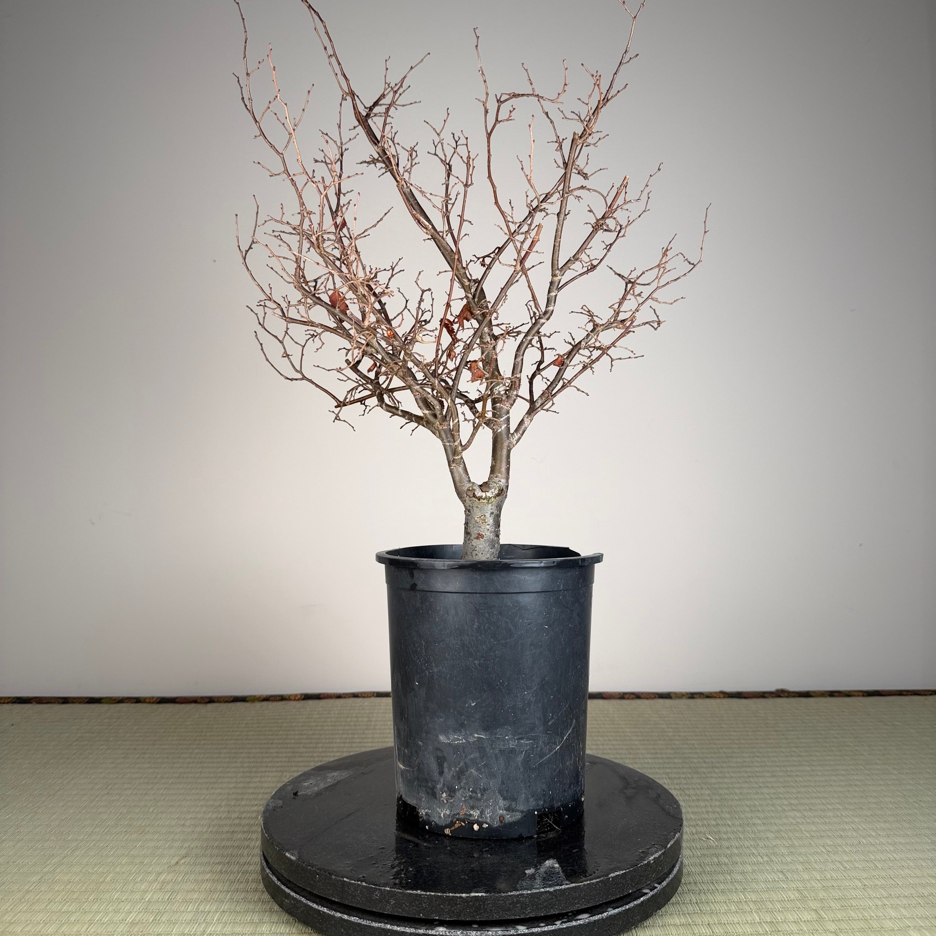 Zelkova serrata