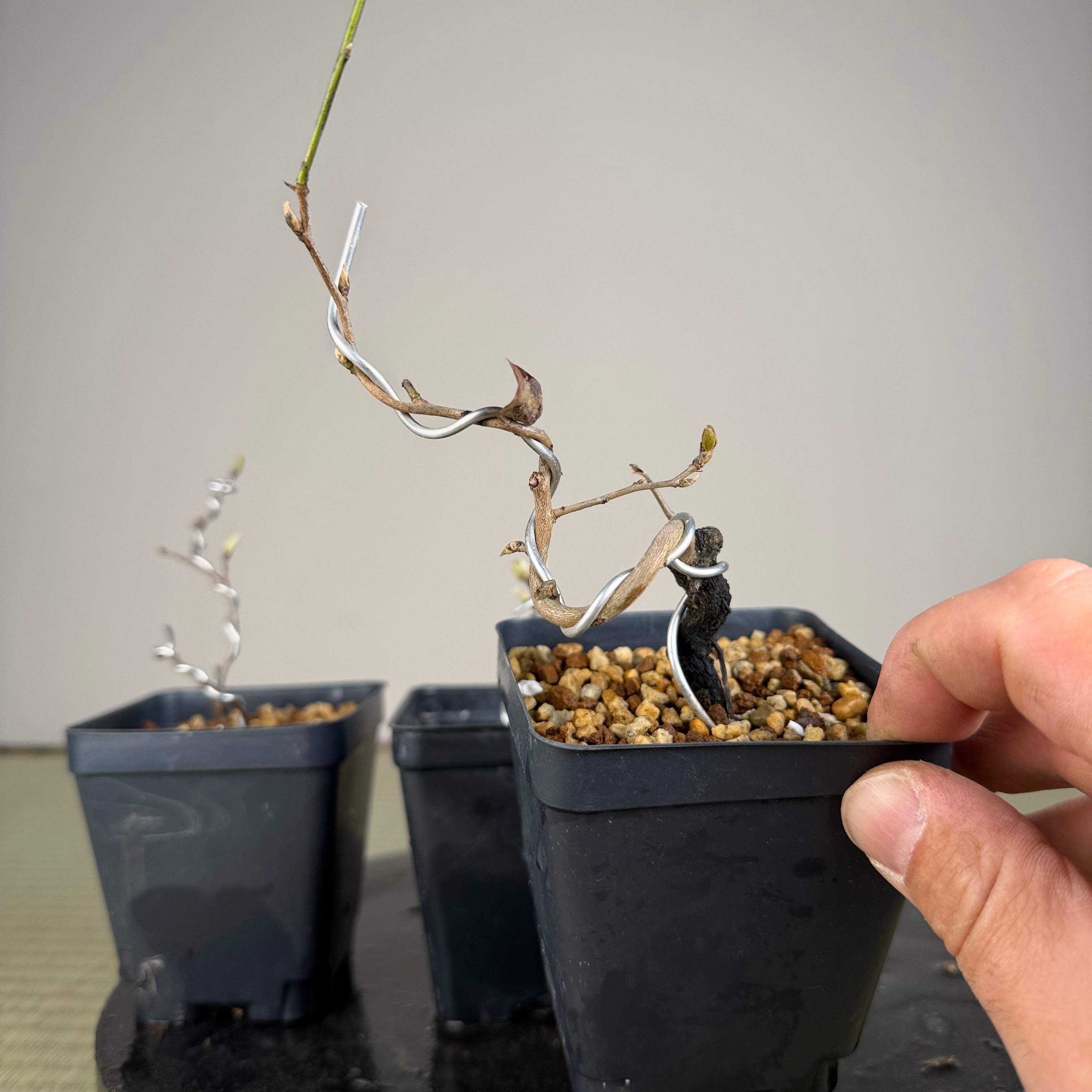 Diospyros rhombifolia (root cutting) 'Beniwakamaru'