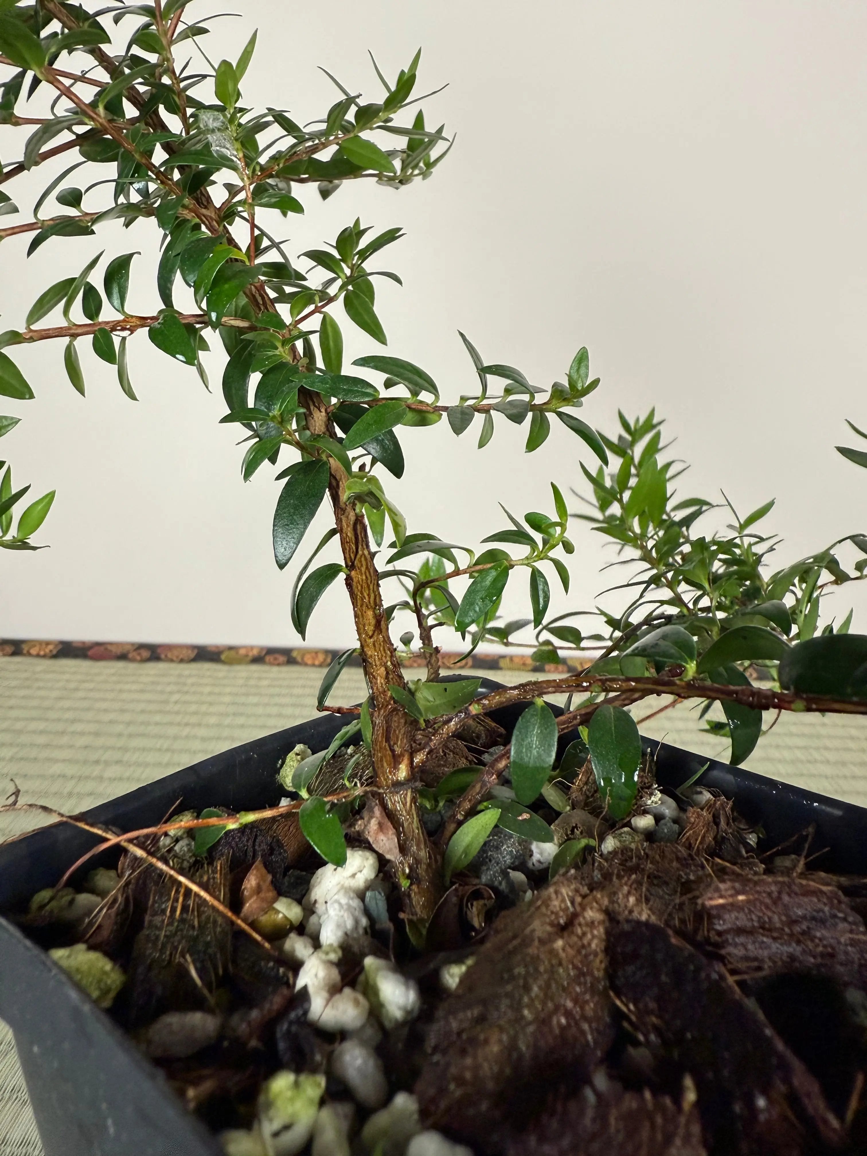 MYRTLE Canada Bonsai