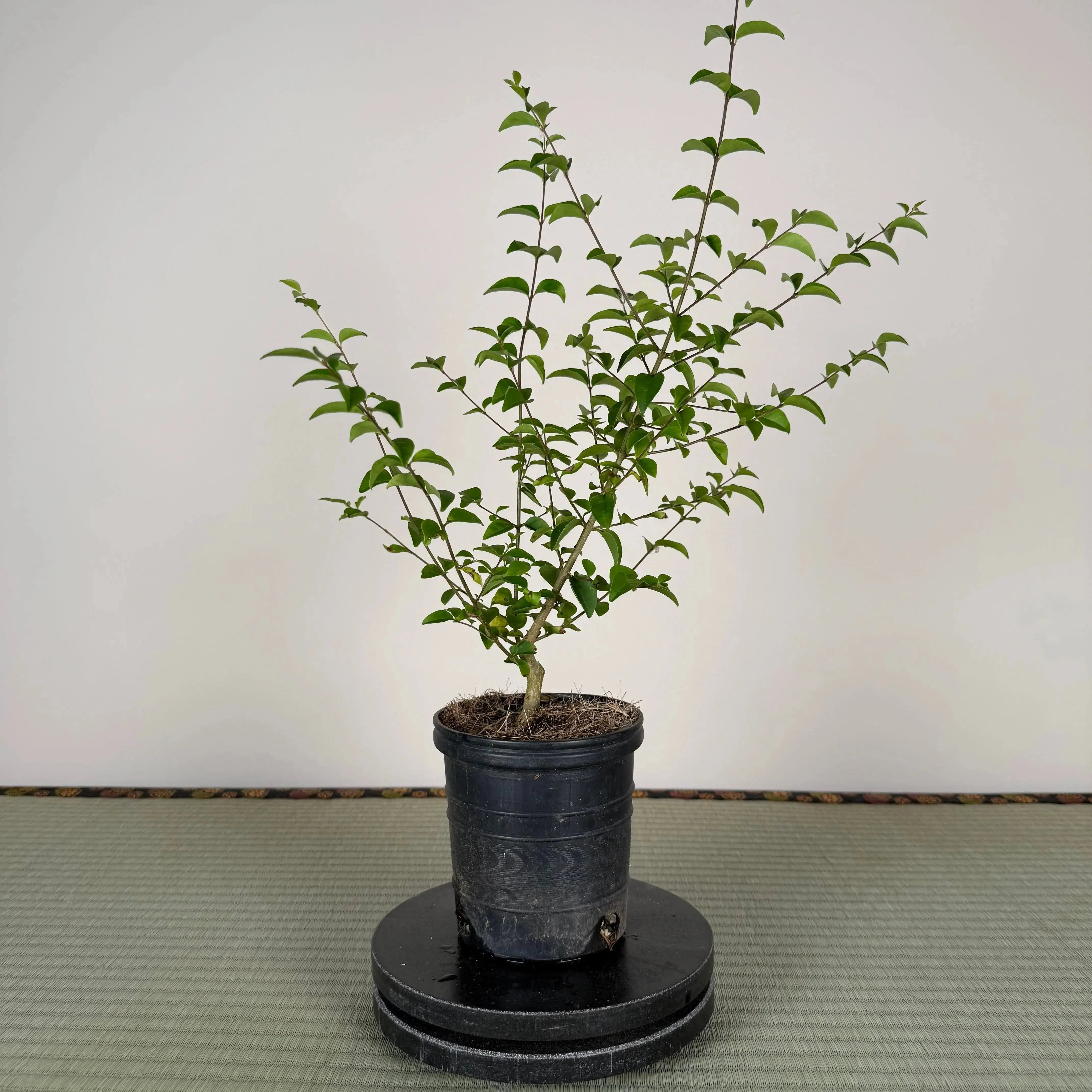 Base Kit with Indoor Bonsai Canada Bonsai