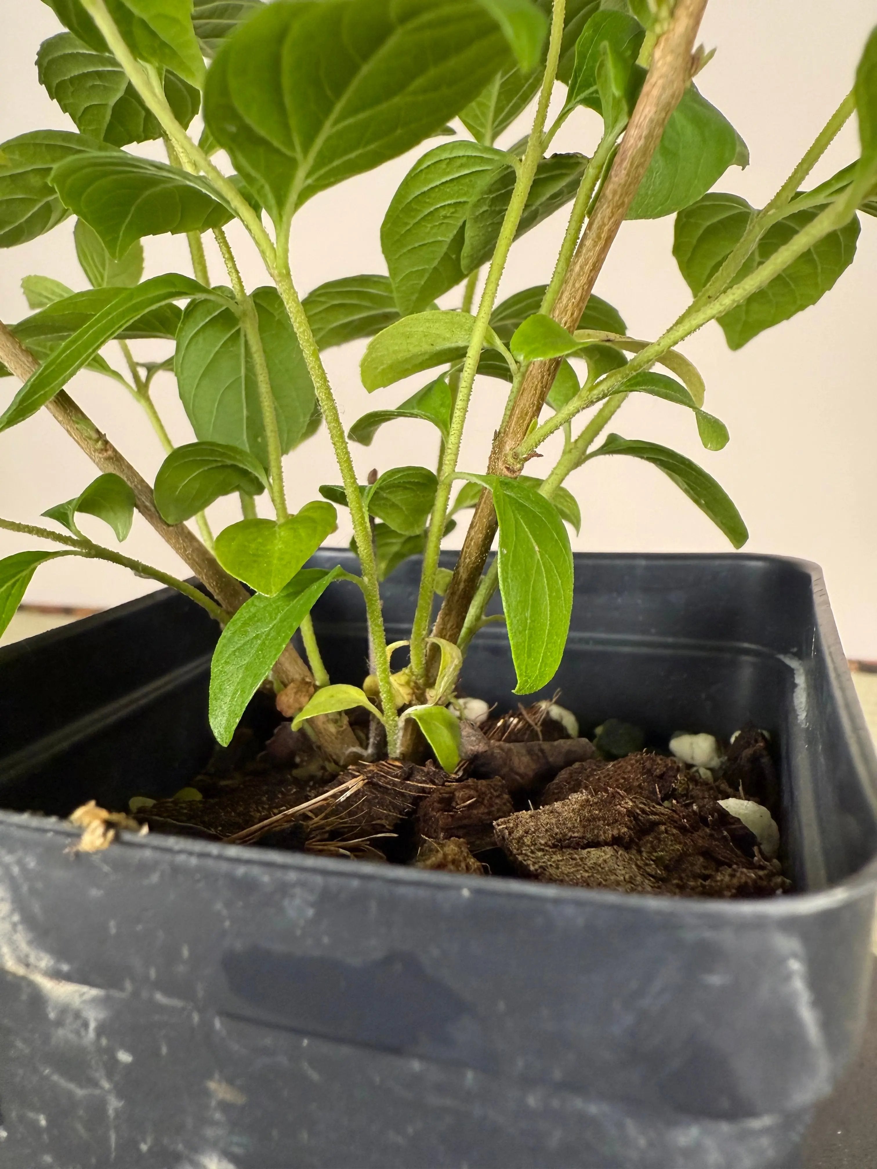 JAPANESE BEAUTYBERRY (White Berries) Canada Bonsai
