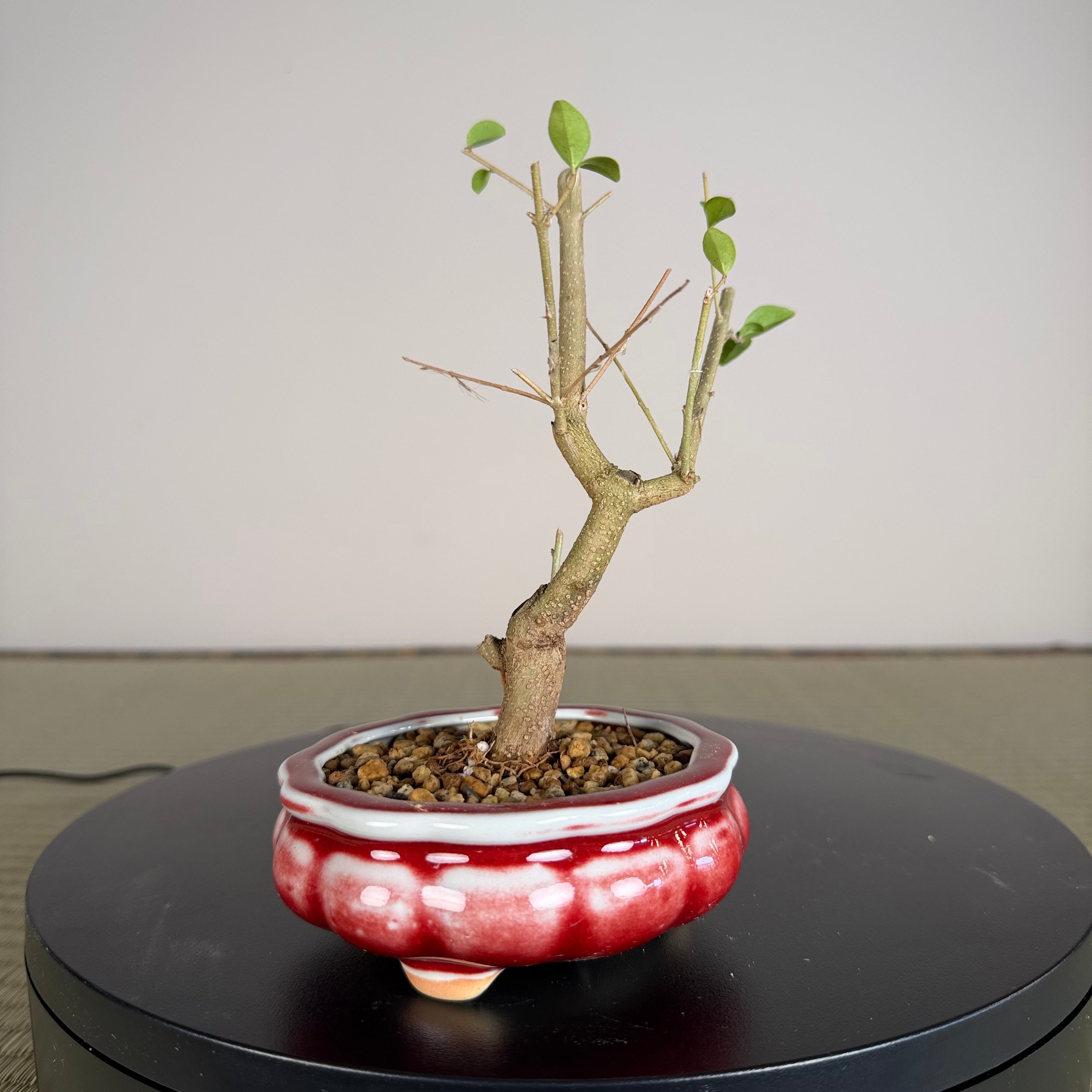 TROISIÈME DE CHINOIS