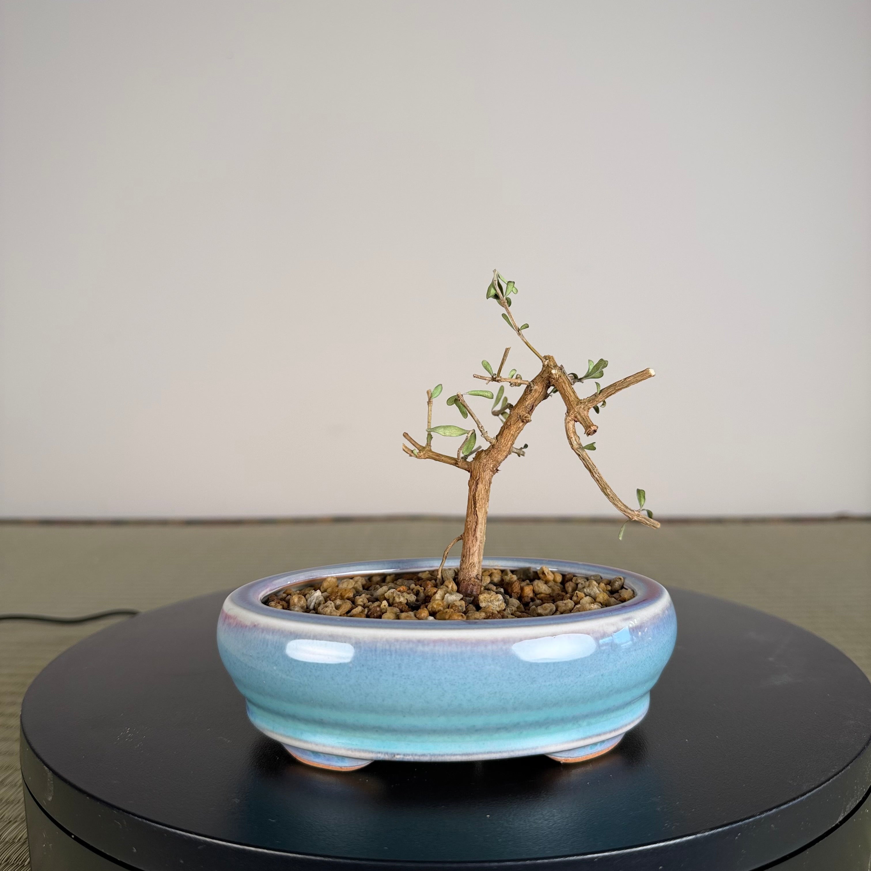 Mirror Bush