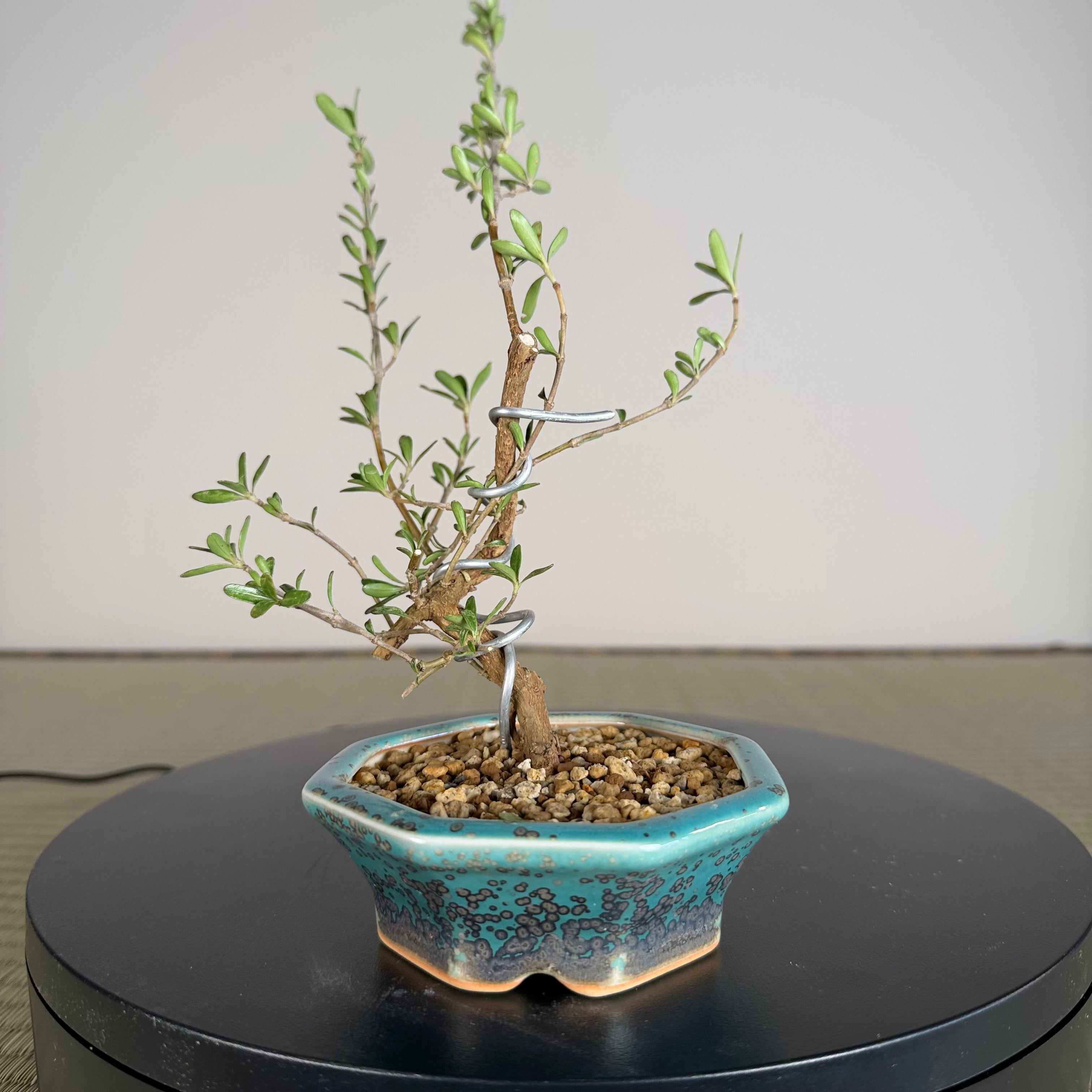 Mirror Bush