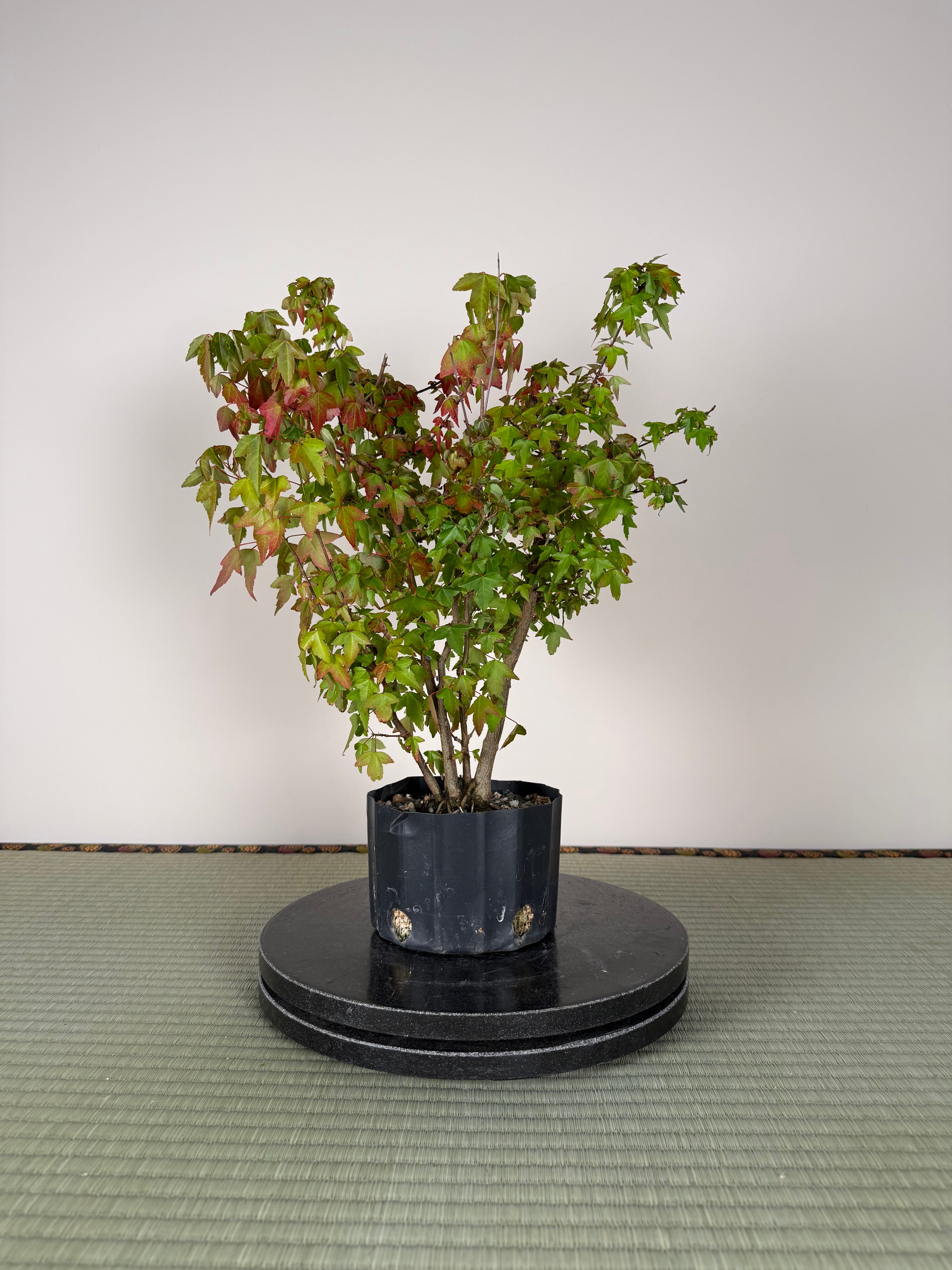 Acer buergerianum 'Fuyo-en' (Clump)