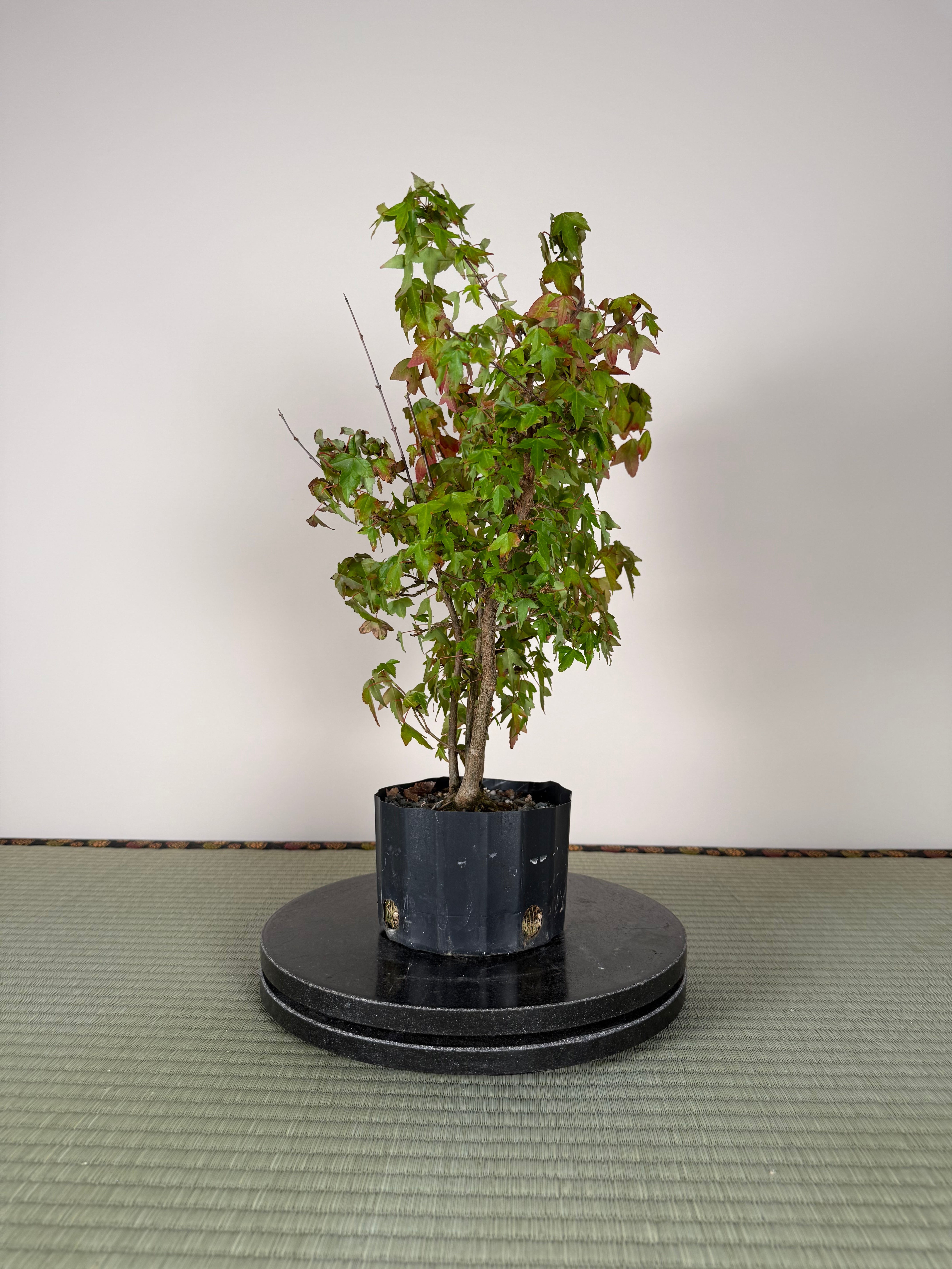 Acer buergerianum 'Fuyo-en' (Clump)