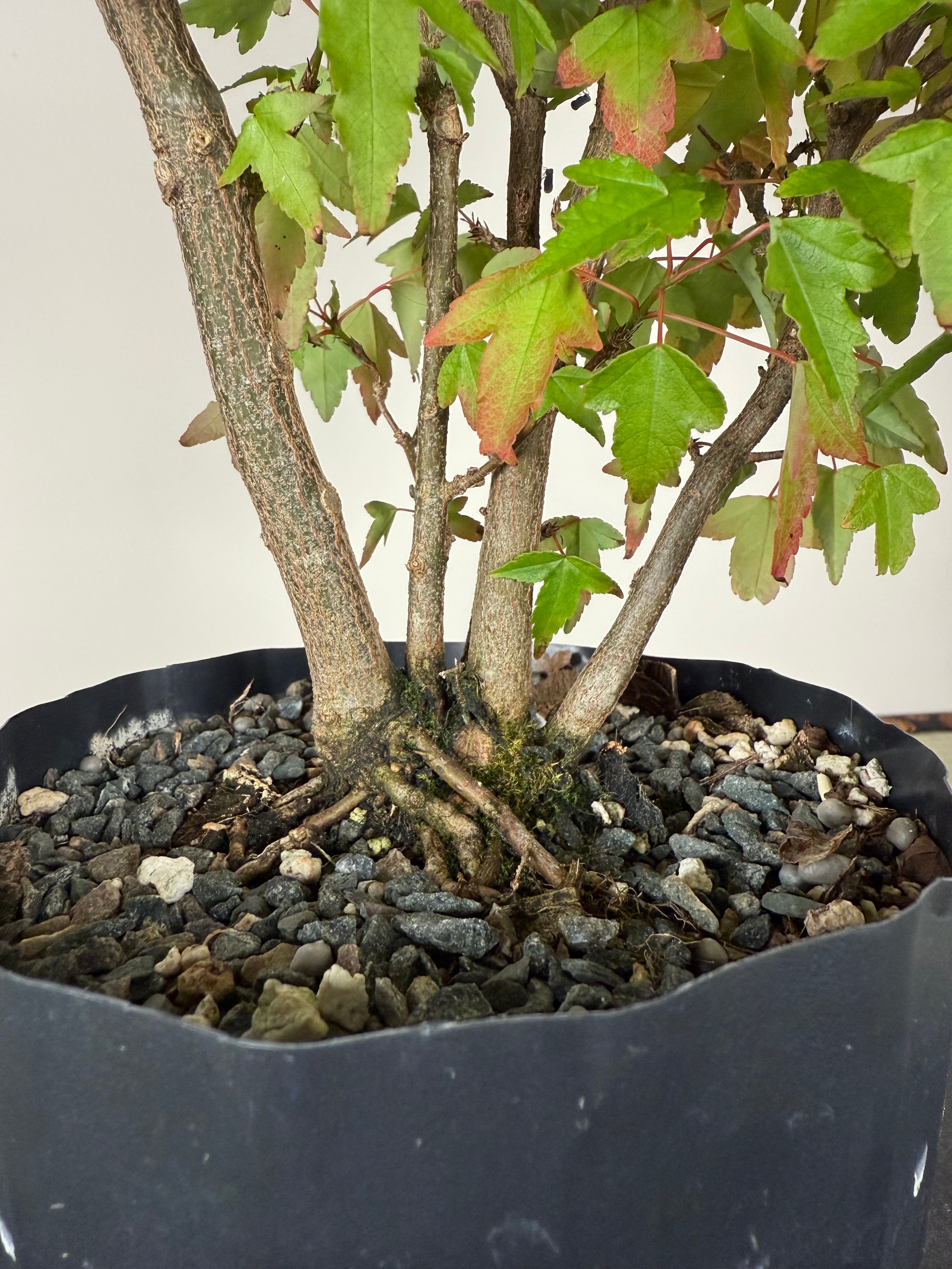 Acer buergerianum 'Fuyo-en' (Clump)
