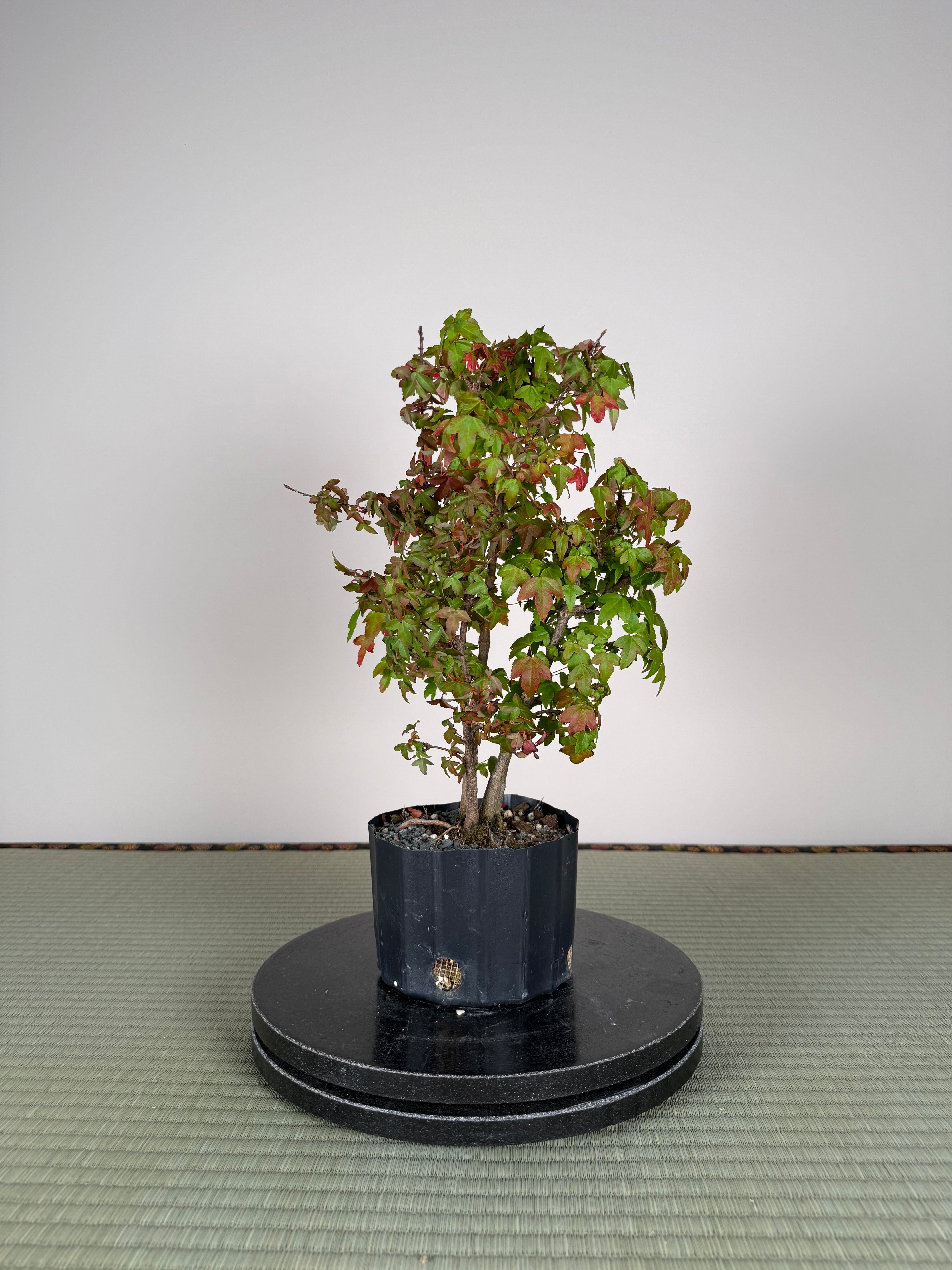 Acer buergerianum 'Fuyo-en' (Clump)