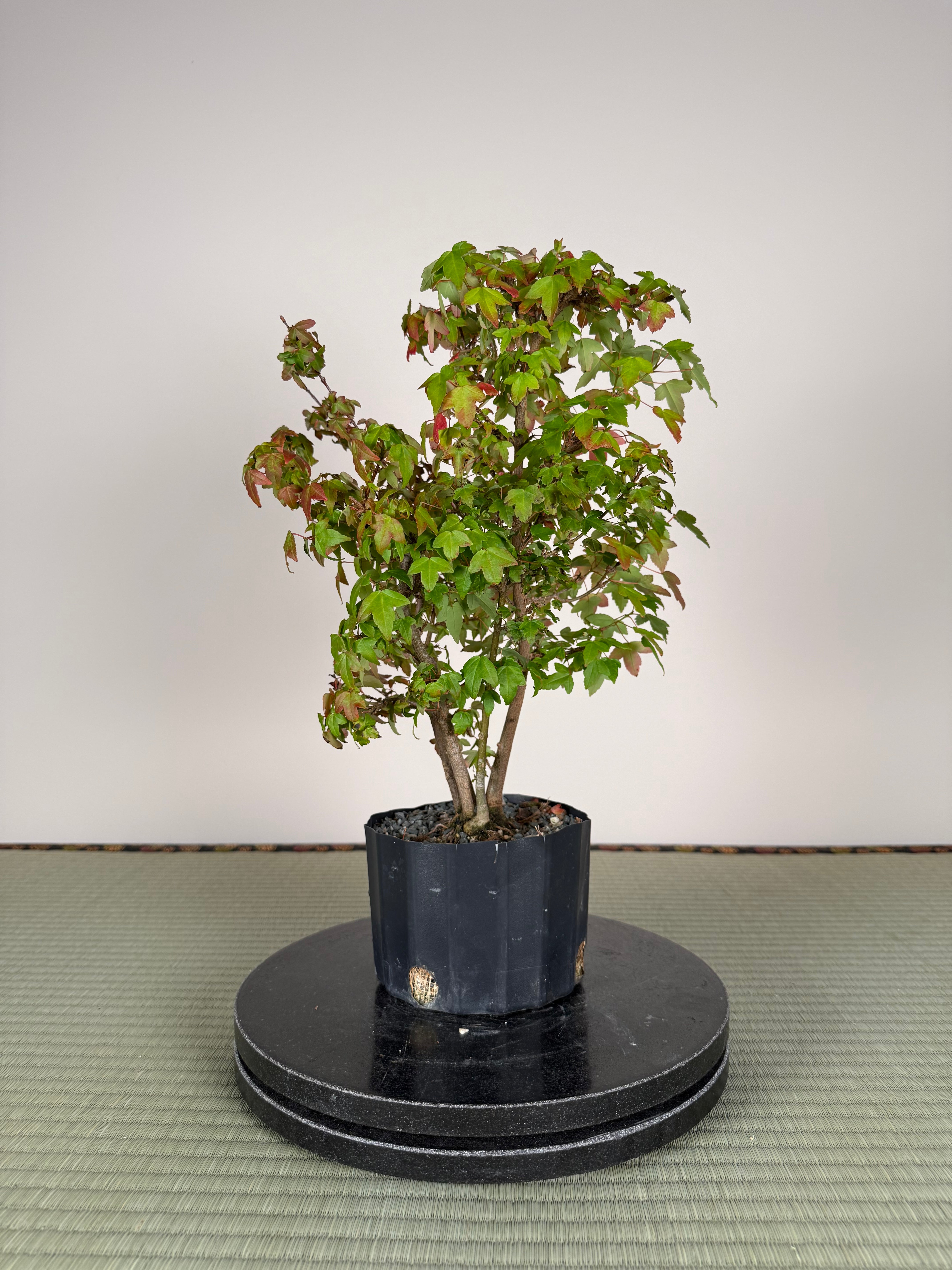 Acer buergerianum 'Fuyo-en' (Clump)