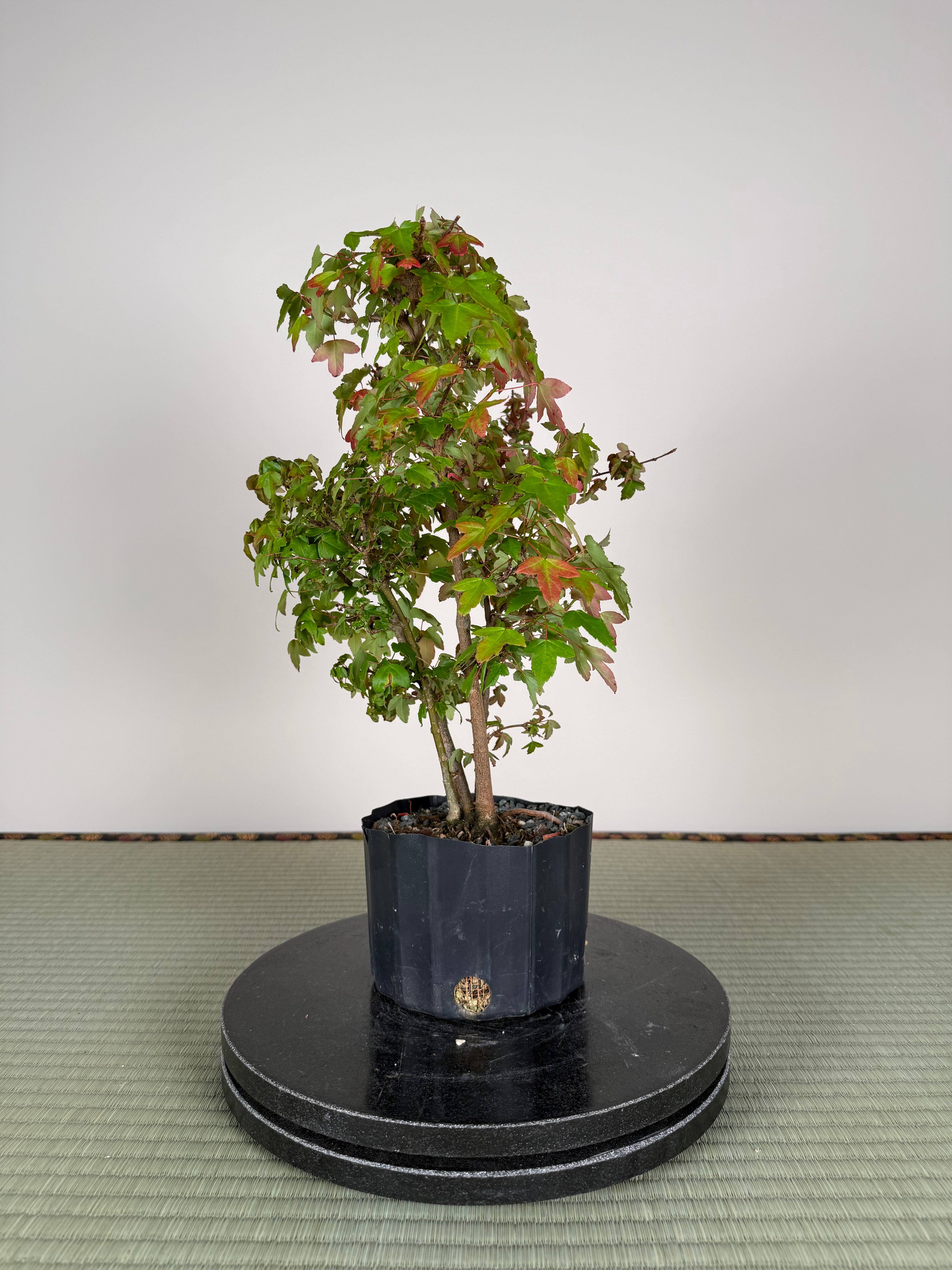 Acer buergerianum 'Fuyo-en' (Clump)