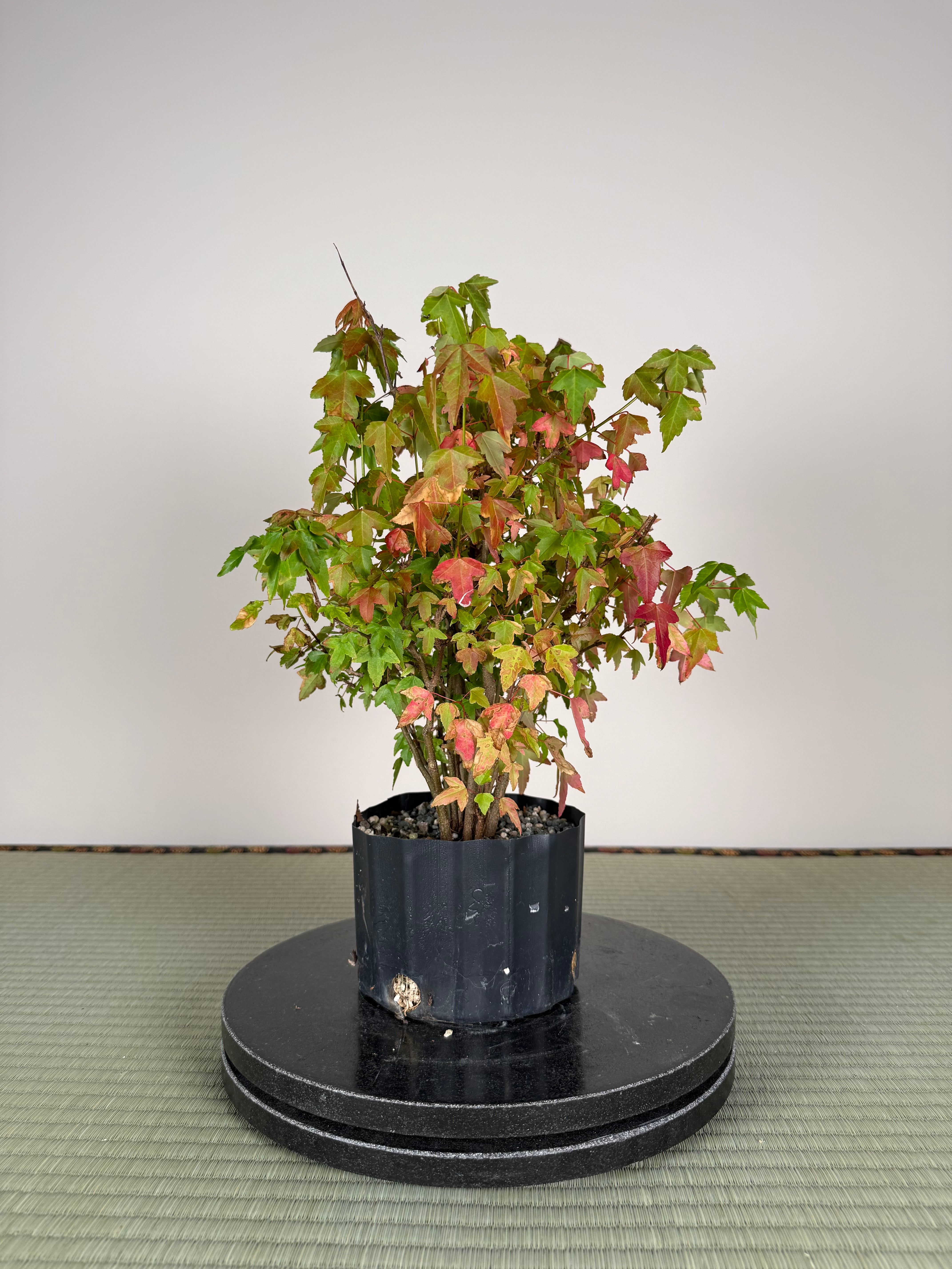 Acer buergerianum 'Fuyo-en' (Clump)