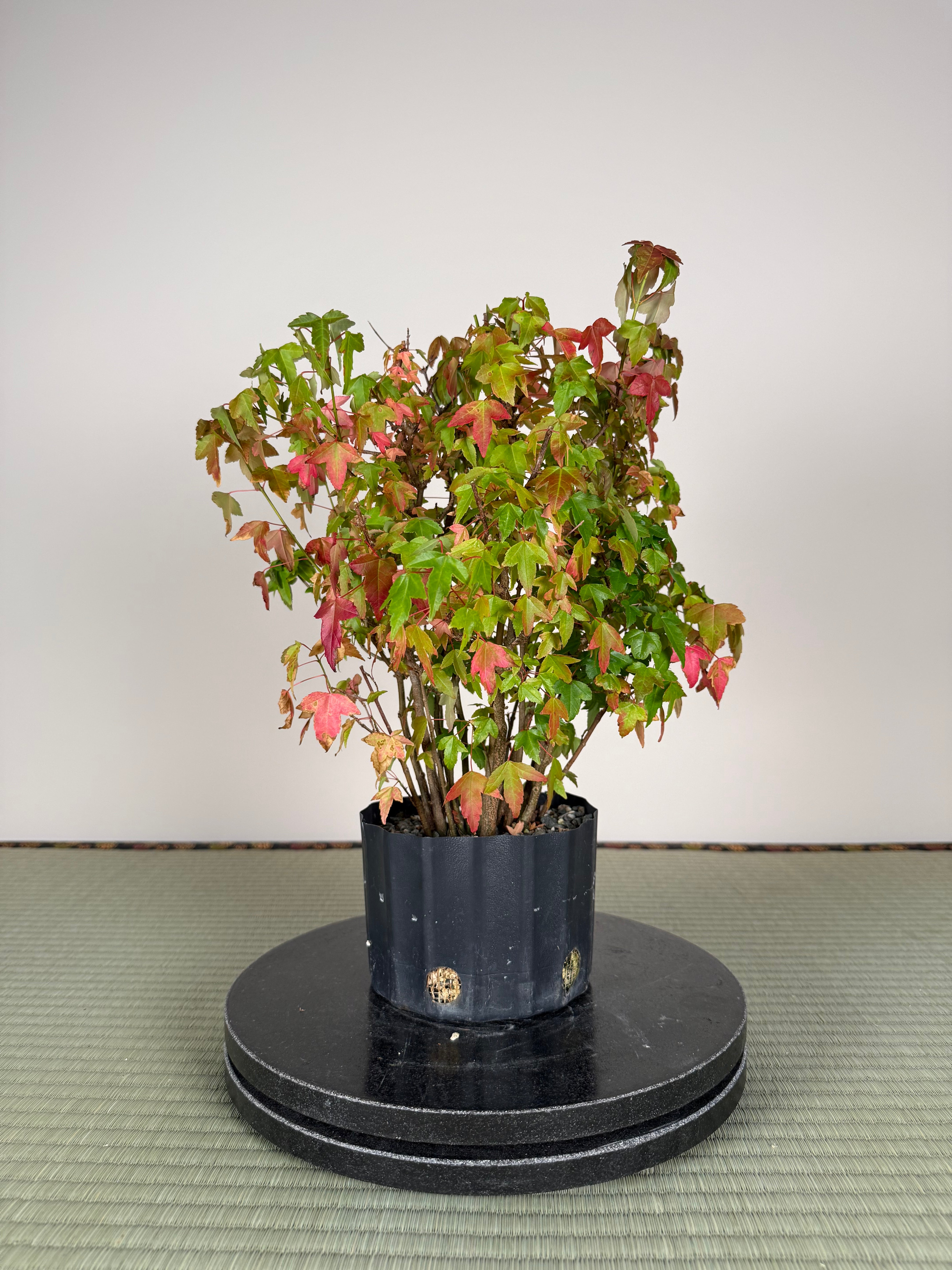 Acer buergerianum 'Fuyo-en' (Clump)