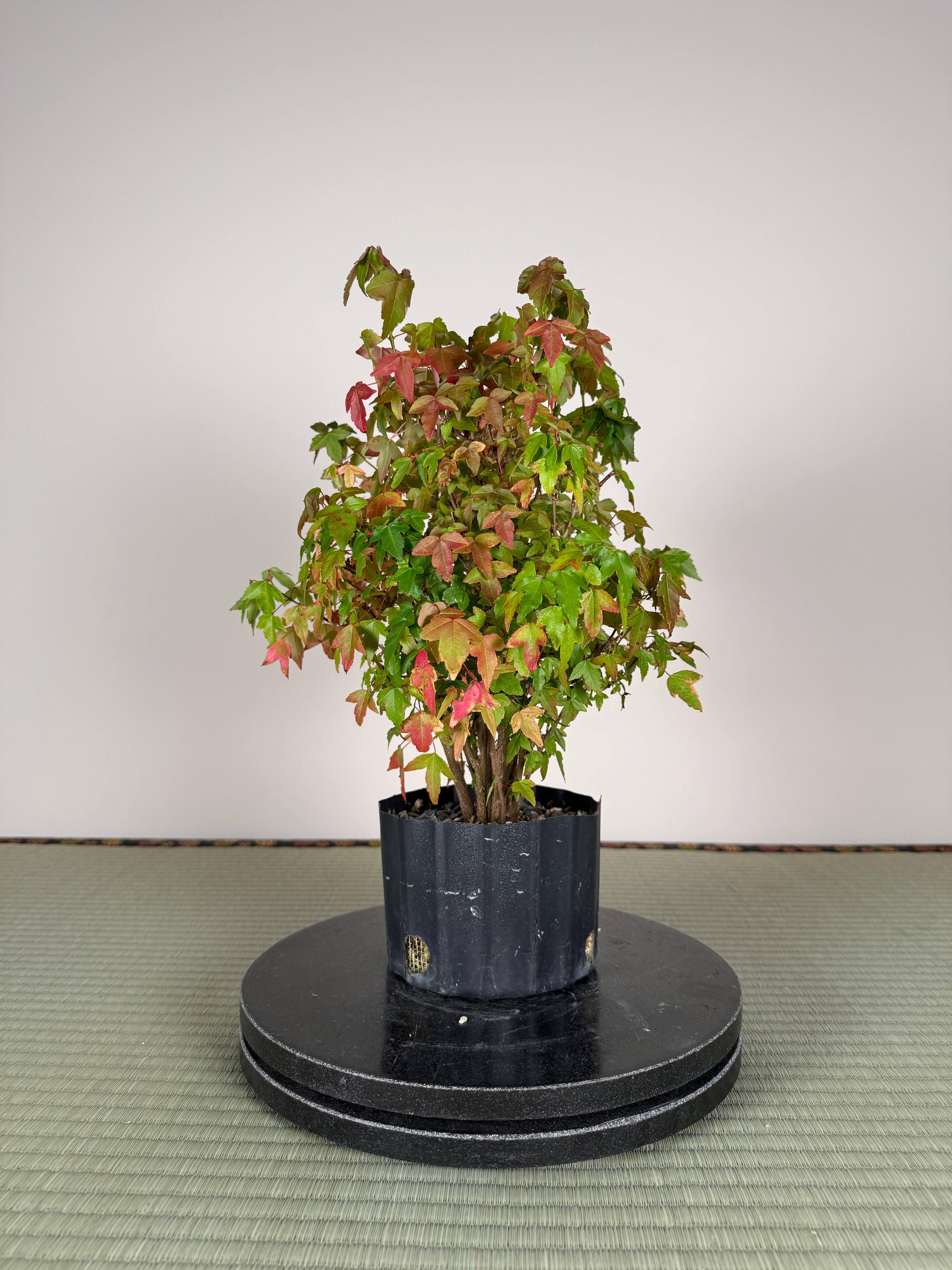 Acer buergerianum 'Fuyo-en' (Clump)